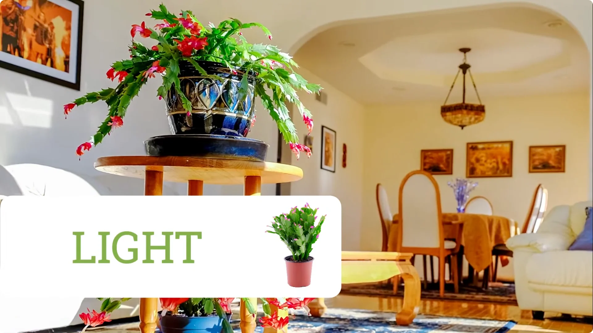 Holiday Cactus Care: Tips to Keep Your Plants Thriving screenshot 2