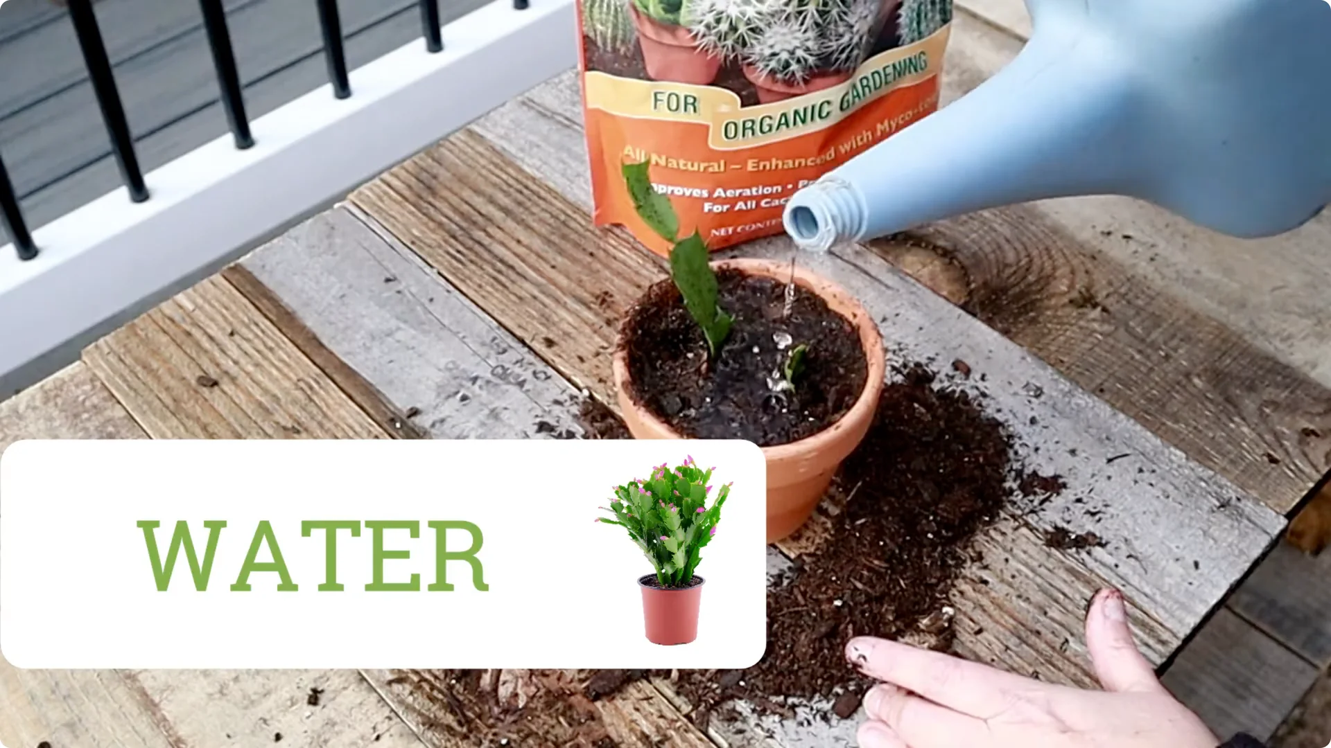 Holiday Cactus Care: Tips to Keep Your Plants Thriving screenshot 3