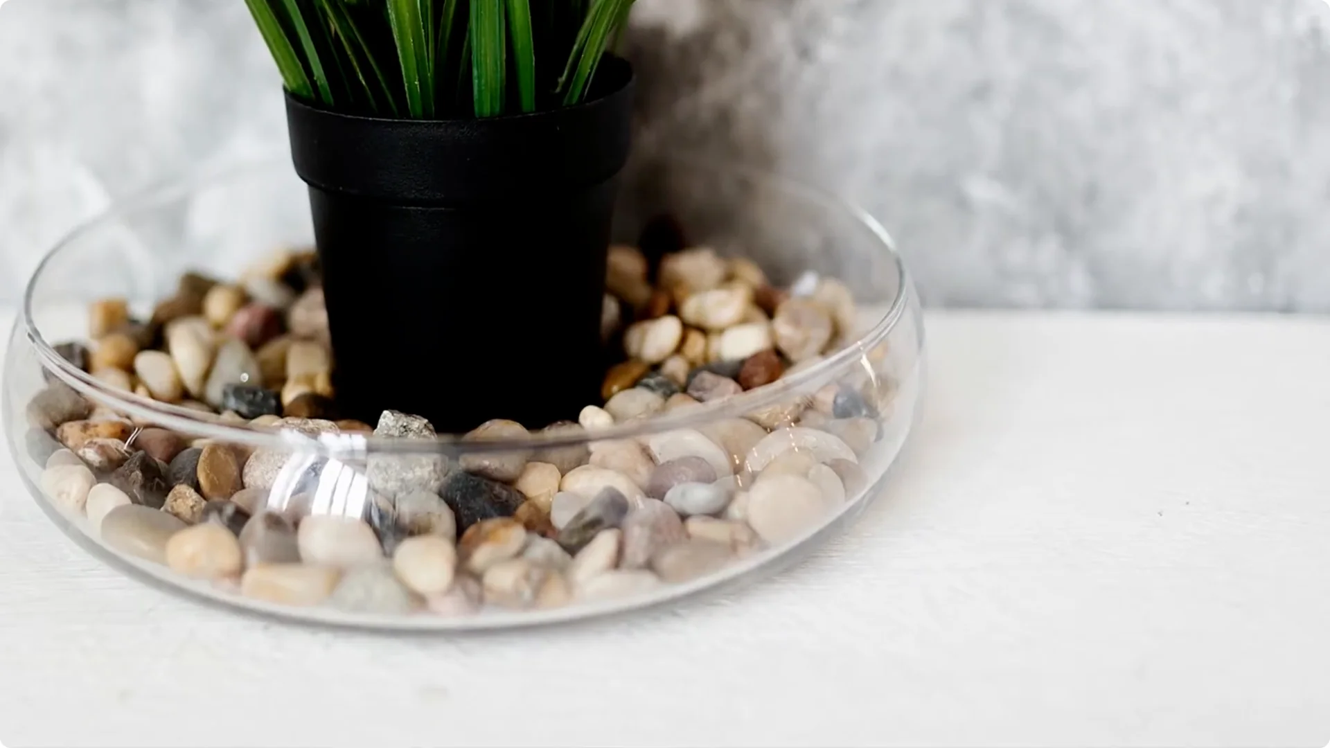 Holiday Cactus Care: Tips to Keep Your Plants Thriving screenshot 4