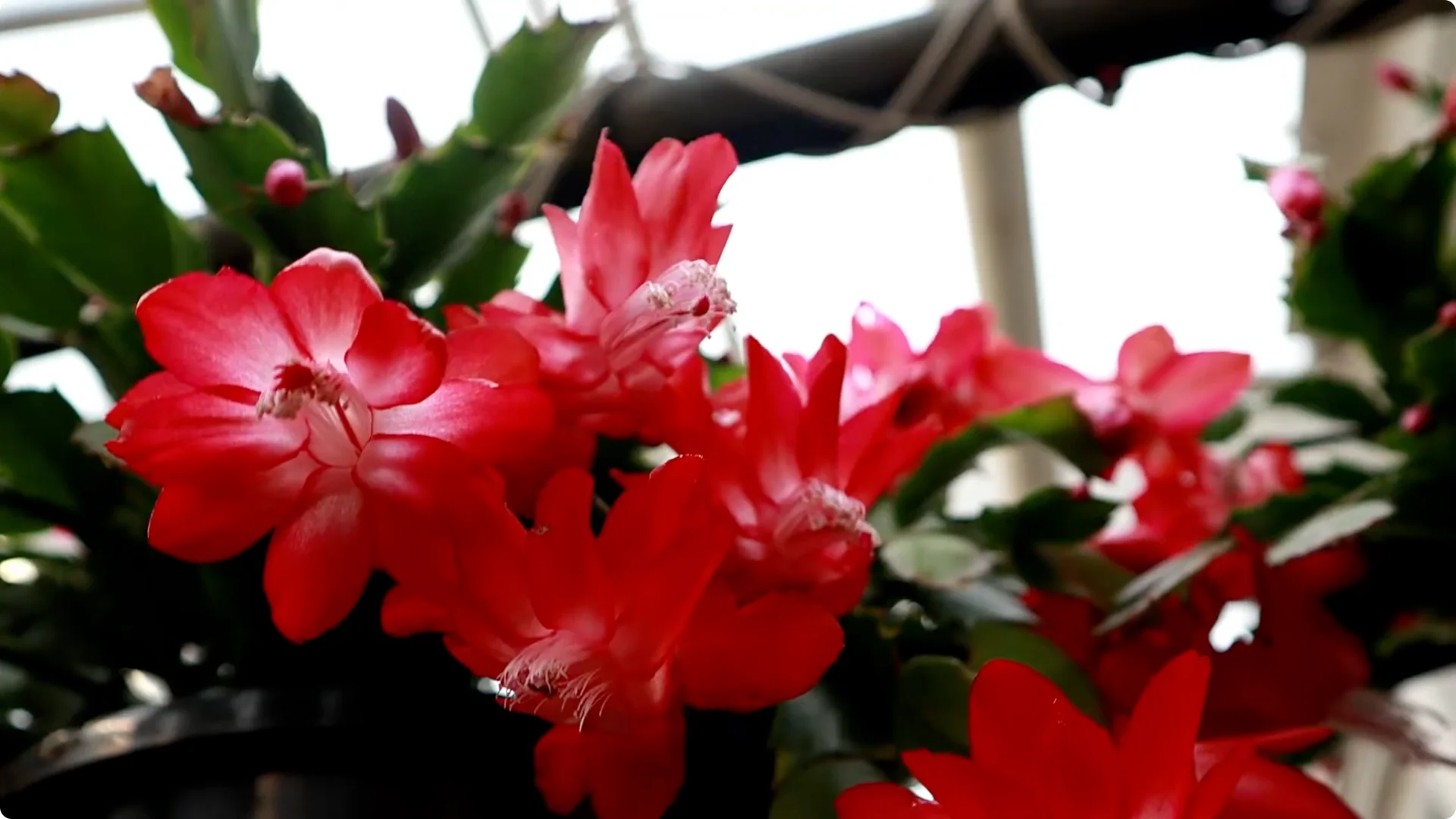 Holiday Cactus Care: Tips to Keep Your Plants Thriving screenshot 5