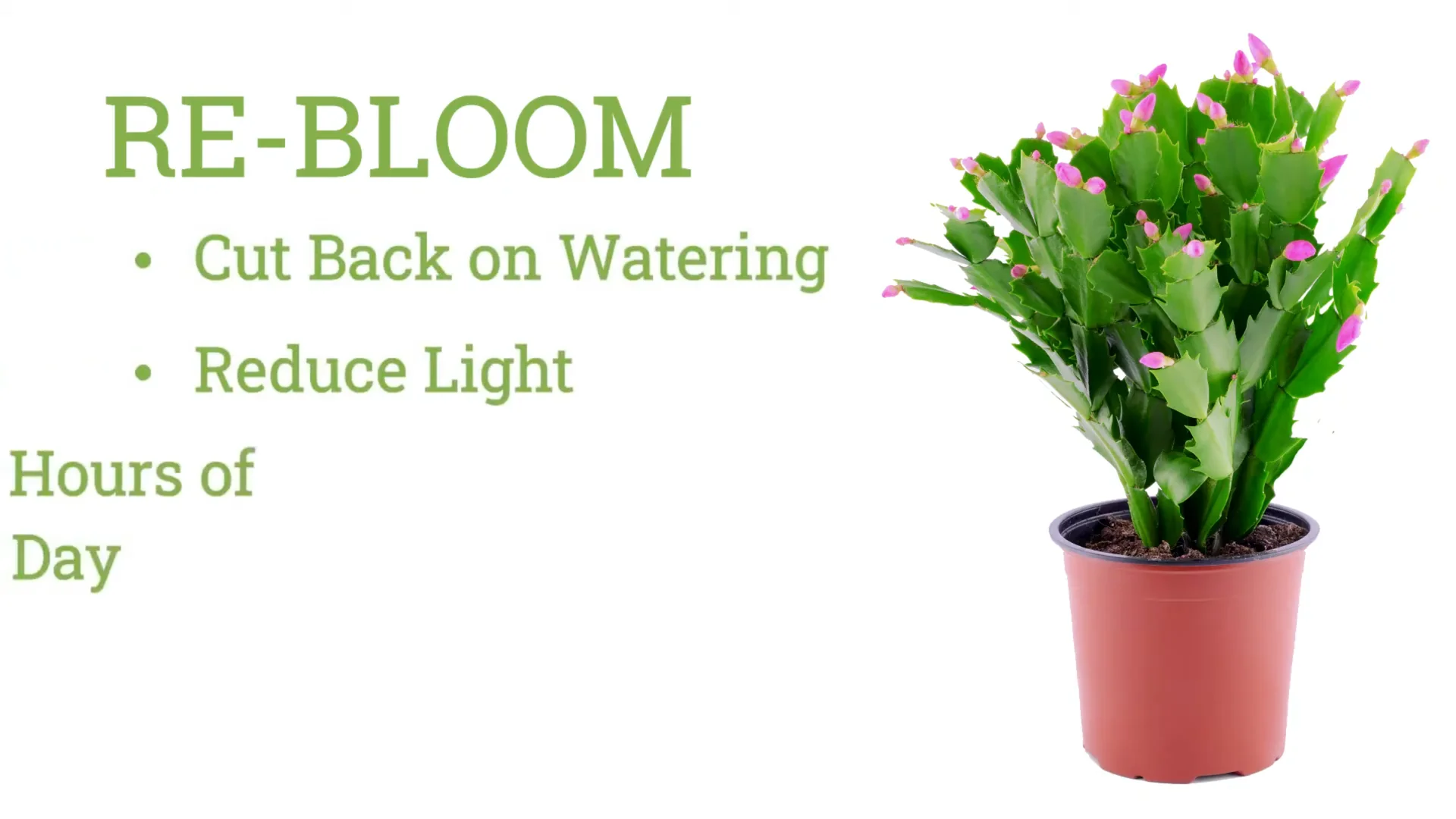 Holiday Cactus Care: Tips to Keep Your Plants Thriving screenshot 6