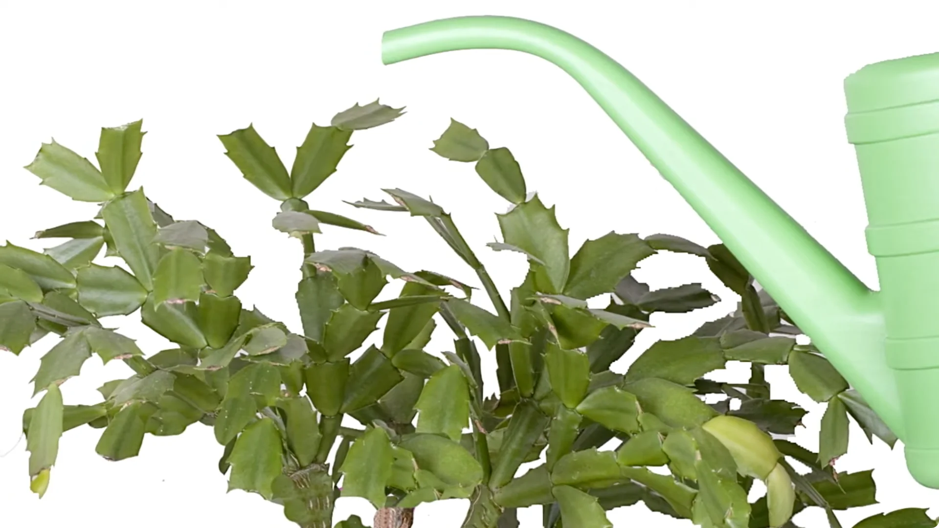 Holiday Cactus Care: Tips to Keep Your Plants Thriving screenshot 8