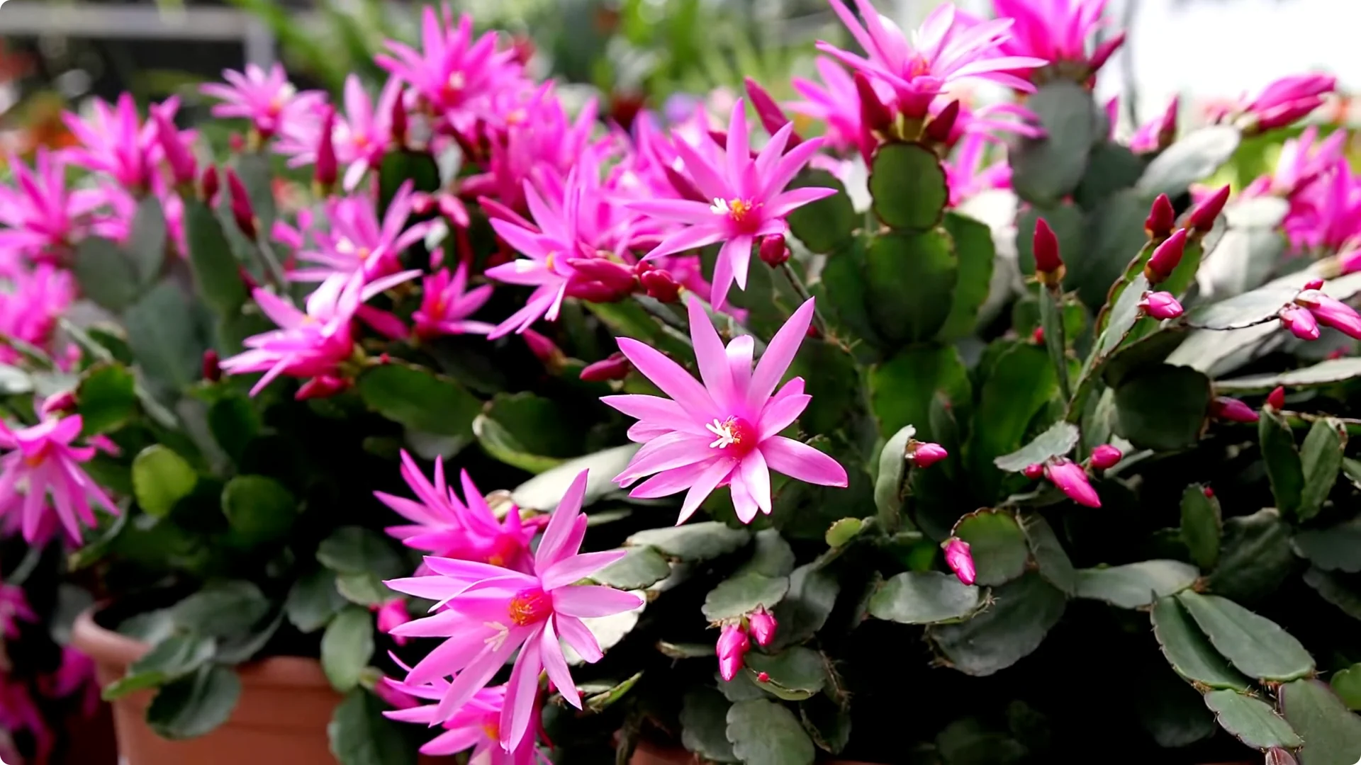 Holiday Cactus Care: Tips to Keep Your Plants Thriving screenshot 9