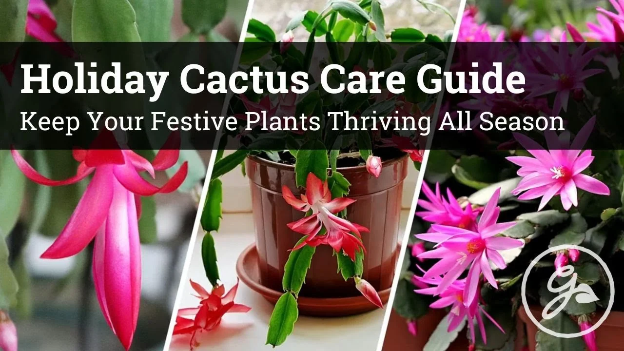 Holiday Cactus Care: Tips to Keep Your Plants Thriving - Featured Image