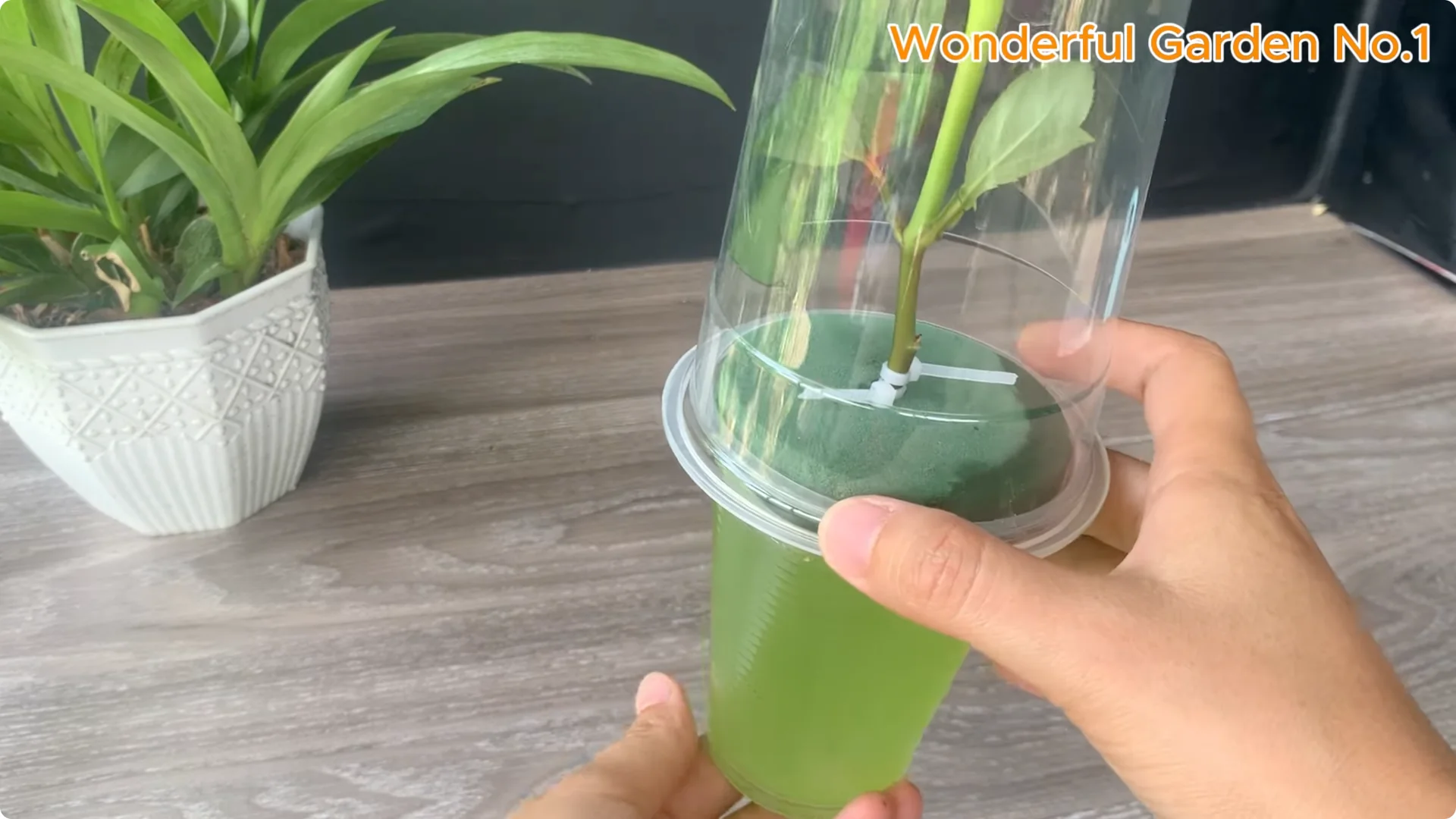 How 1 Cup Helps Rose Branches Root and Bloom Year-Round screenshot 13