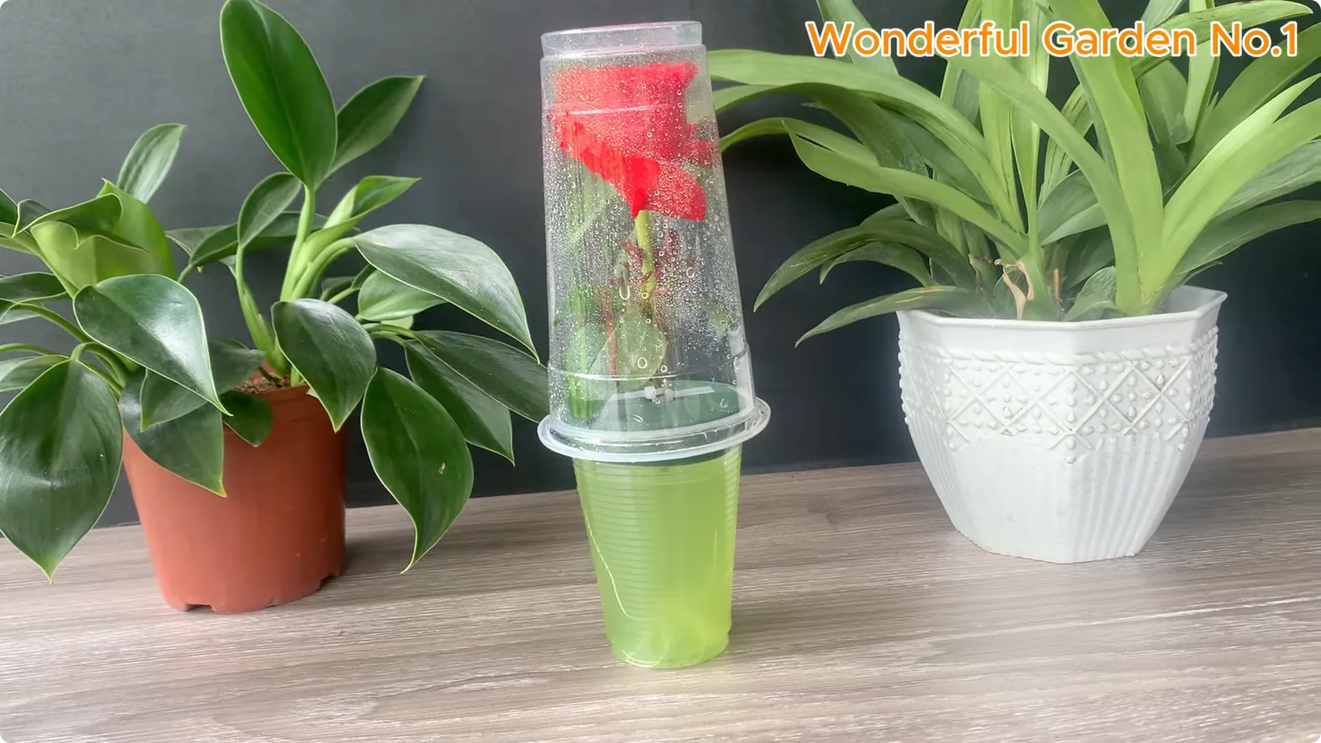 How 1 Cup Helps Rose Branches Root and Bloom Year-Round screenshot 14