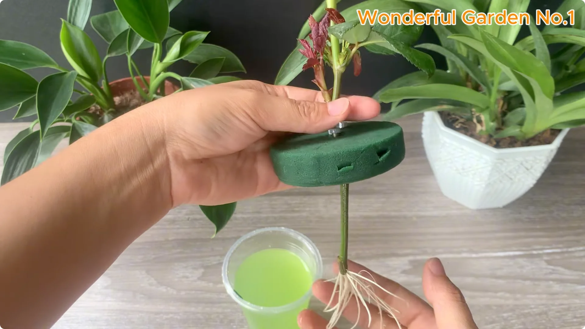 How 1 Cup Helps Rose Branches Root and Bloom Year-Round screenshot 15