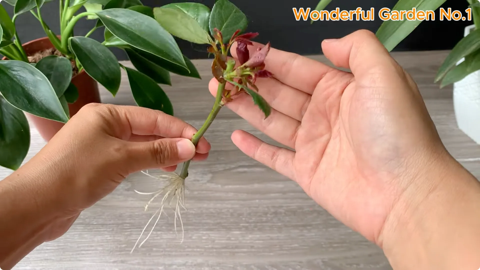 How 1 Cup Helps Rose Branches Root and Bloom Year-Round screenshot 16