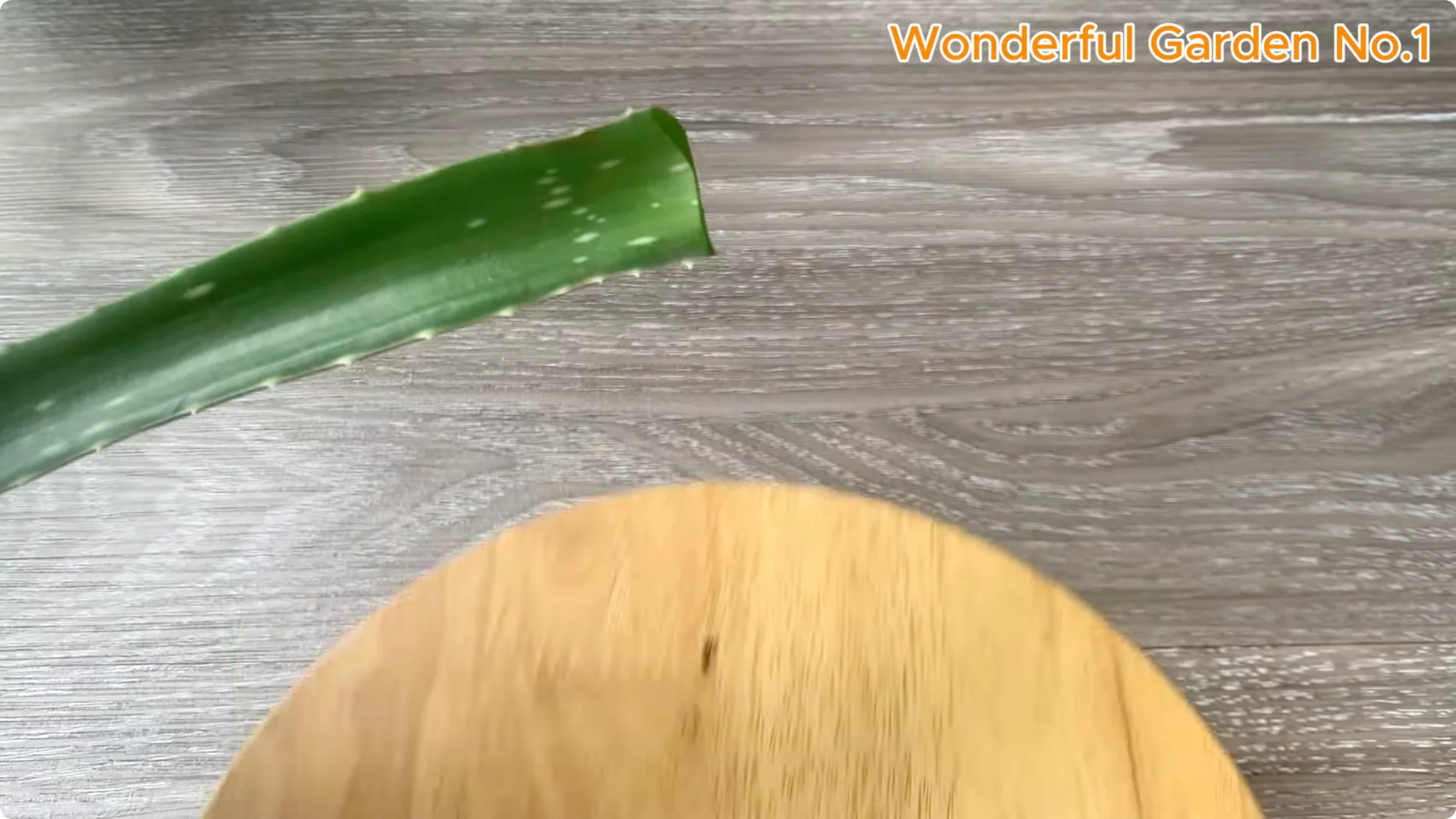 How 1 Cup Helps Rose Branches Root and Bloom Year-Round screenshot 2