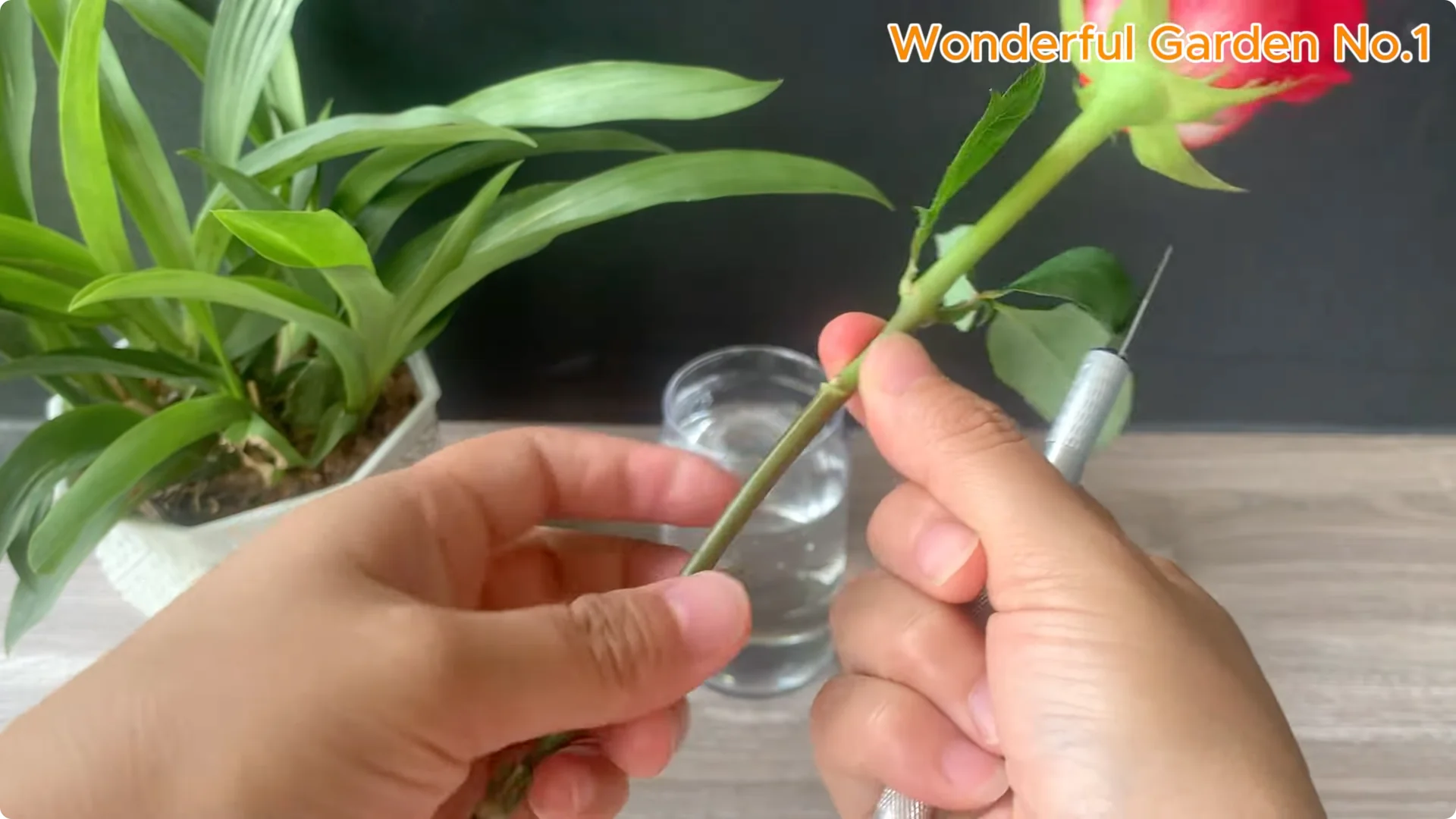 How 1 Cup Helps Rose Branches Root and Bloom Year-Round screenshot 7