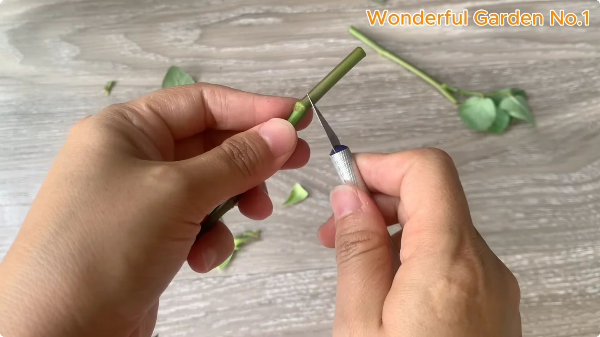 How 1 Cup Helps Rose Branches Root and Bloom Year-Round screenshot 8