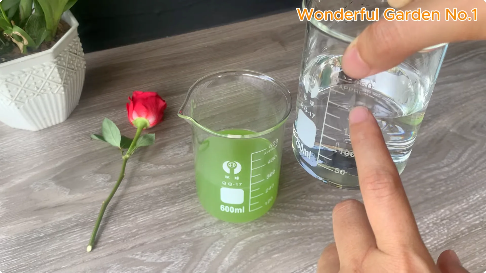 How 1 Cup Helps Rose Branches Root and Bloom Year-Round screenshot 9