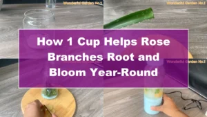 How 1 Cup Helps Rose Branches Root and Bloom Year-Round - Featured Image