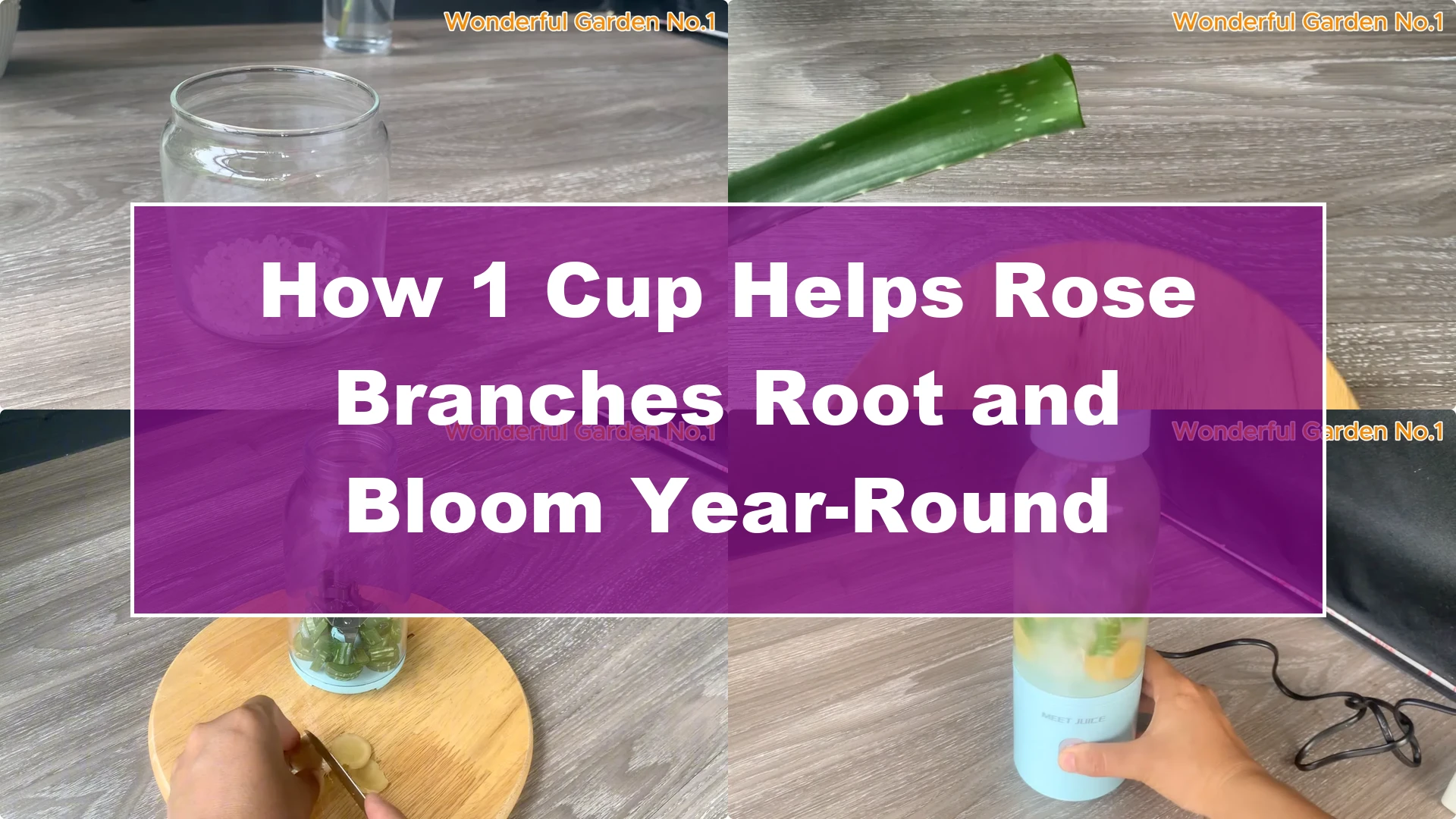 How 1 Cup Helps Rose Branches Root and Bloom Year-Round - Featured Image