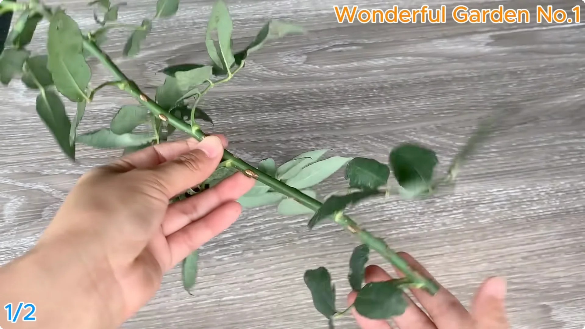 How 1 Spoon Helps Rose Cuttings Root and Bloom Year-Round screenshot 1