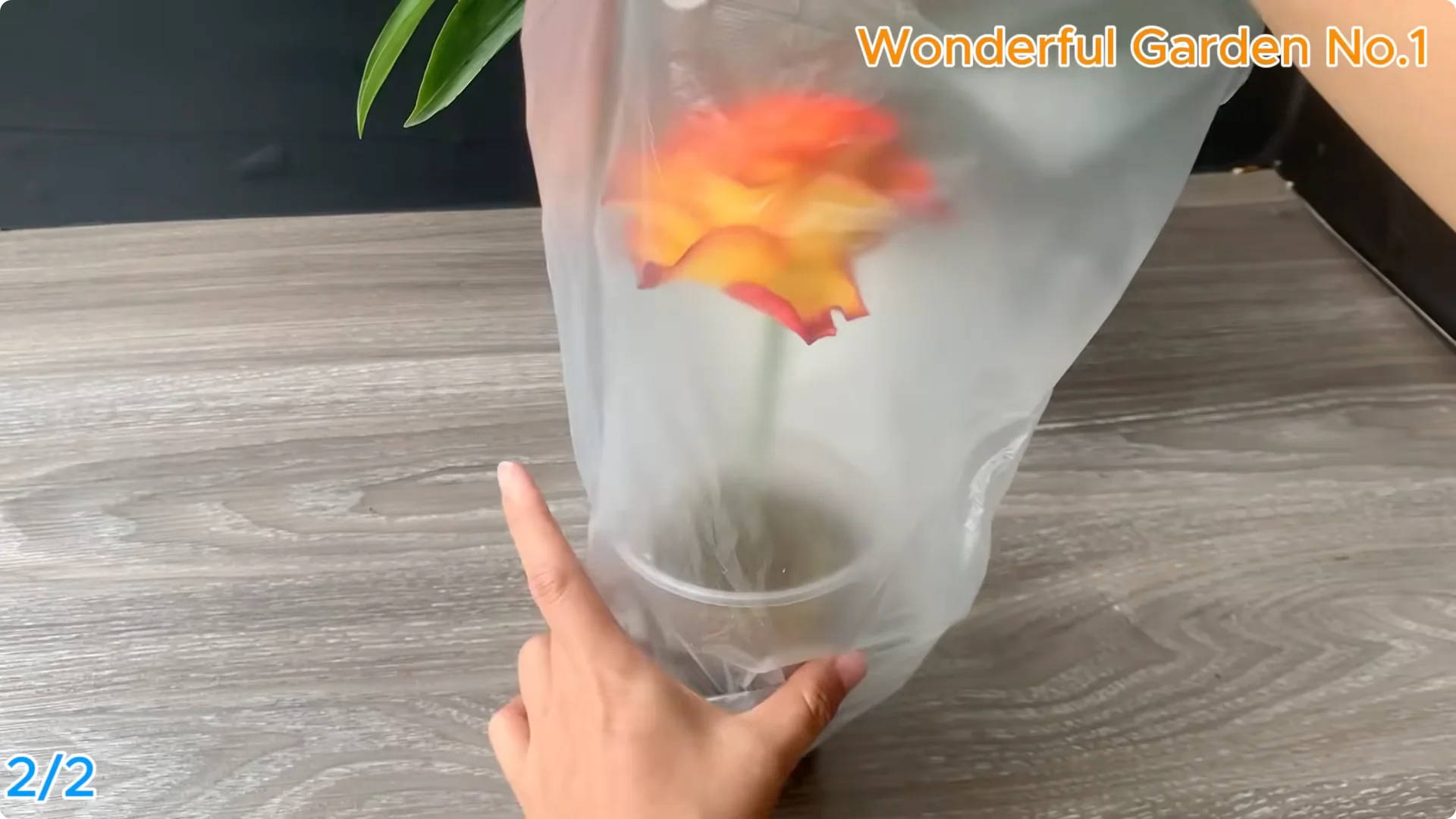 How 1 Spoon Helps Rose Cuttings Root and Bloom Year-Round screenshot 10