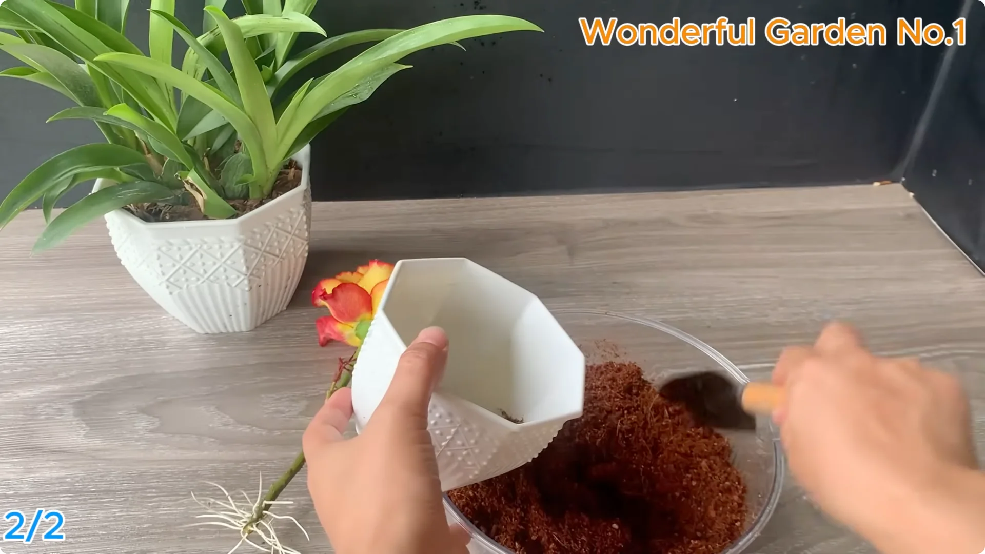 How 1 Spoon Helps Rose Cuttings Root and Bloom Year-Round screenshot 11