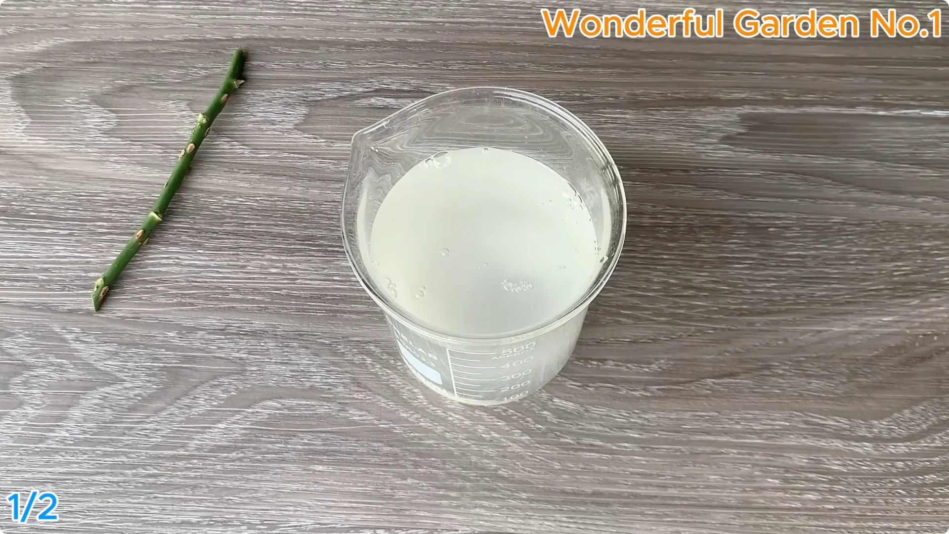 How 1 Spoon Helps Rose Cuttings Root and Bloom Year-Round screenshot 2