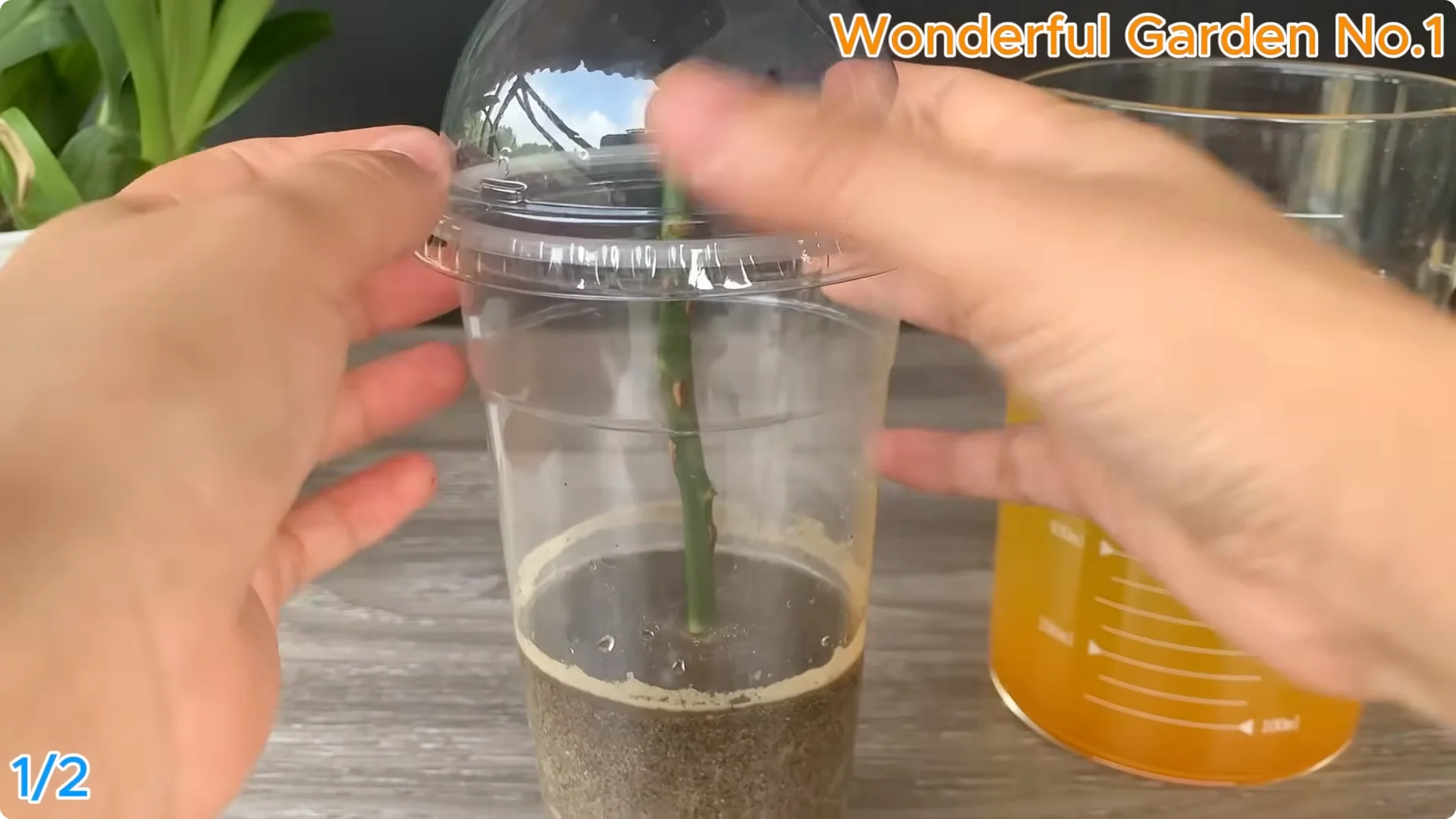 How 1 Spoon Helps Rose Cuttings Root and Bloom Year-Round screenshot 5