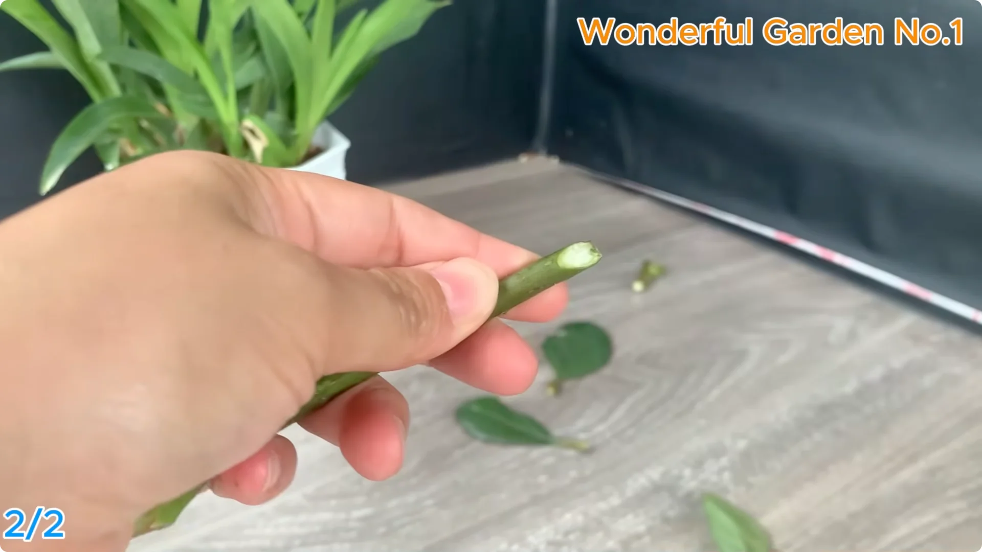 How 1 Spoon Helps Rose Cuttings Root and Bloom Year-Round screenshot 8