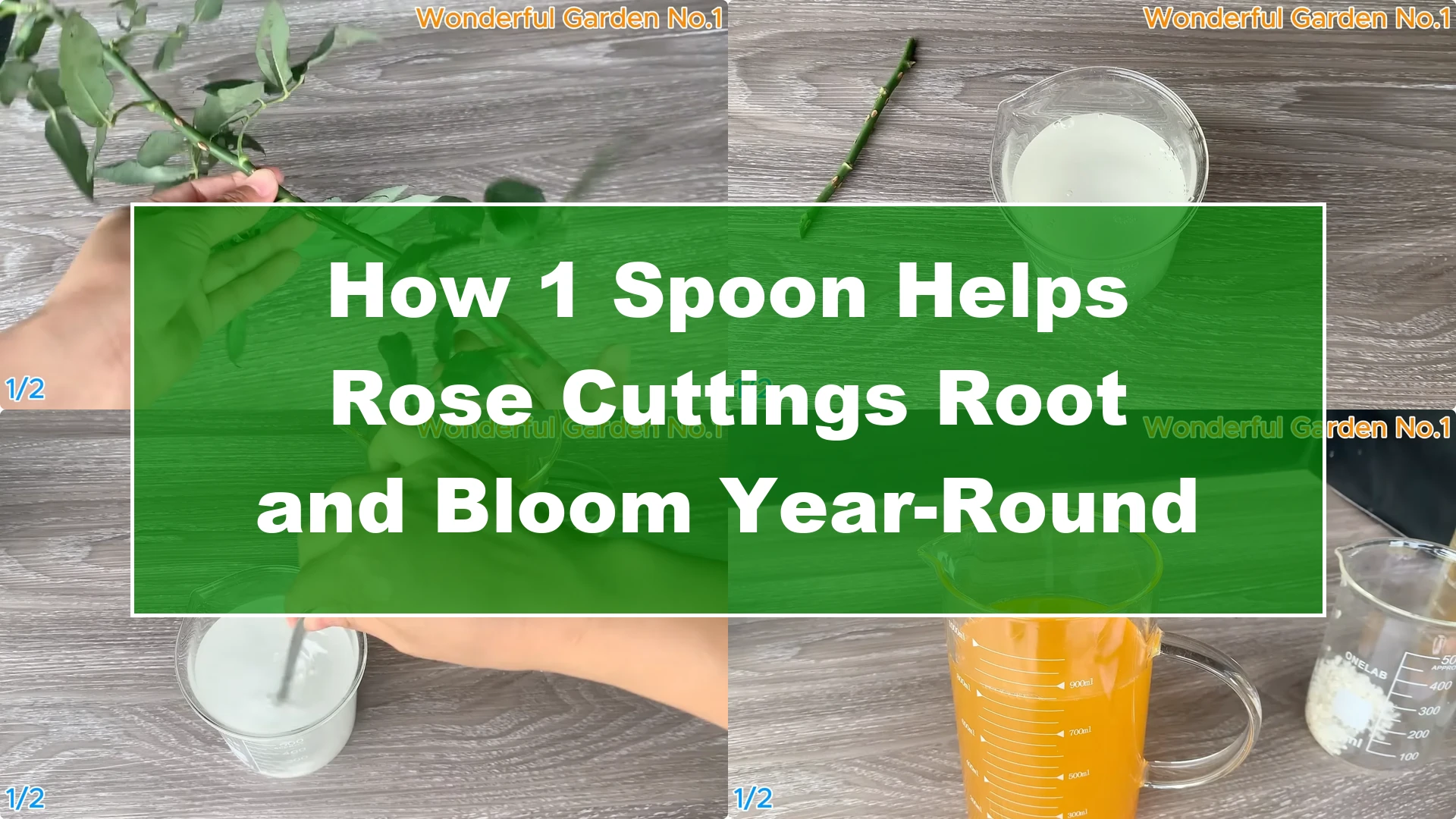 How 1 Spoon Helps Rose Cuttings Root and Bloom Year-Round - Featured Image