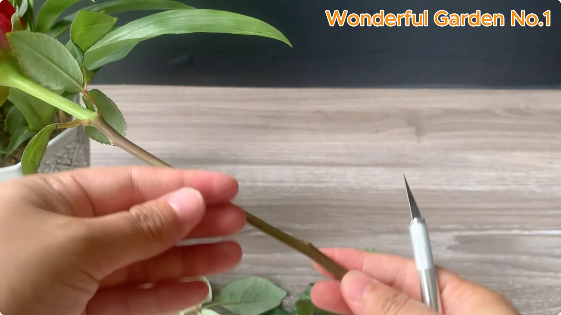 How 1 Teaspoon Helps Red Rose Cuttings Root and Bloom Fast screenshot 1
