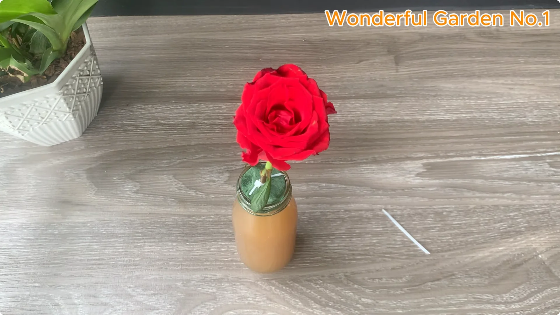 How 1 Teaspoon Helps Red Rose Cuttings Root and Bloom Fast screenshot 4