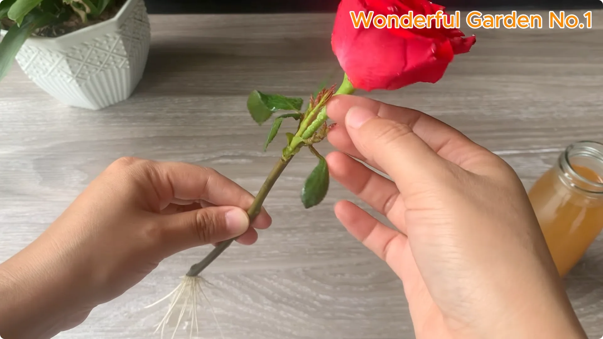 How 1 Teaspoon Helps Red Rose Cuttings Root and Bloom Fast screenshot 5