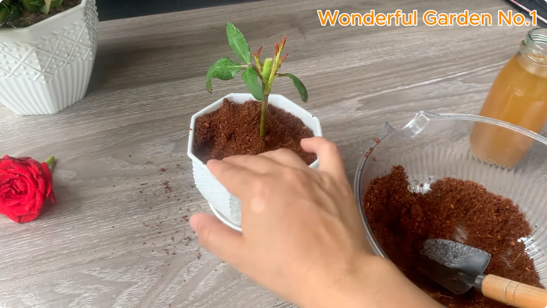 How 1 Teaspoon Helps Red Rose Cuttings Root and Bloom Fast screenshot 6