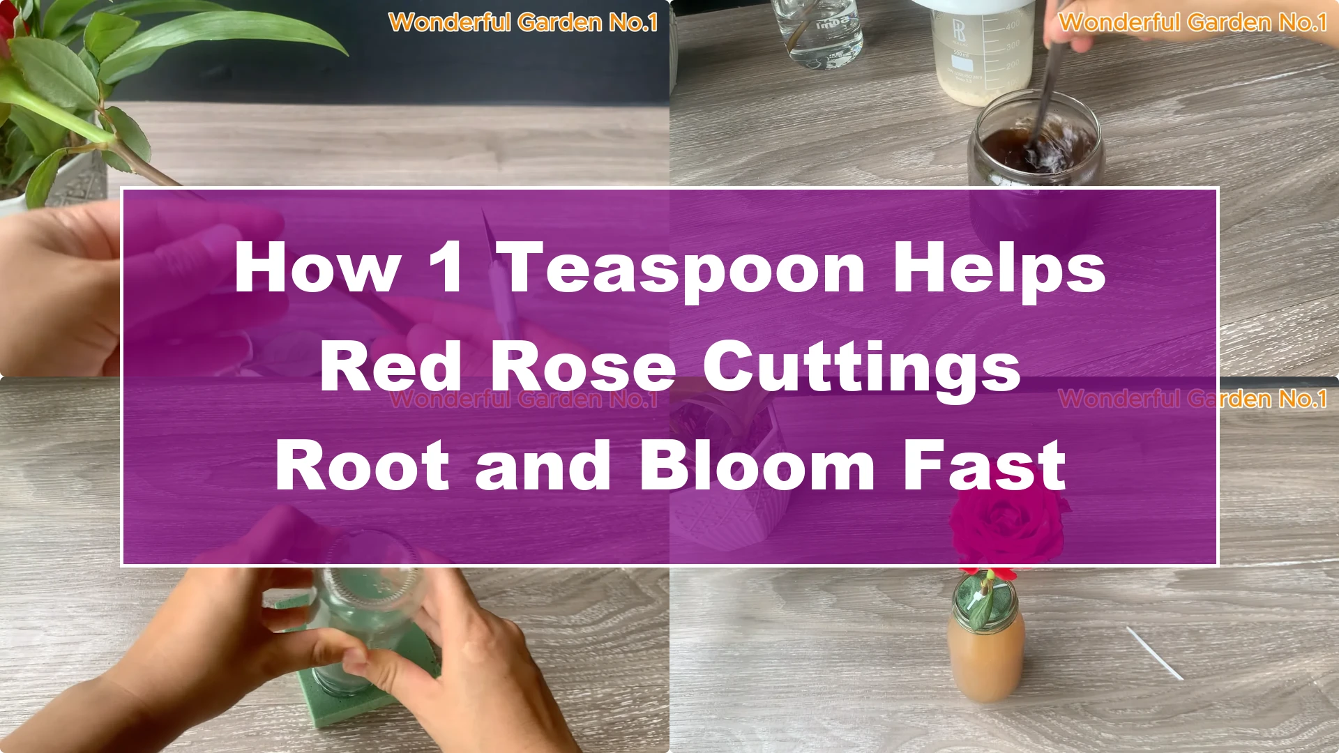 How 1 Teaspoon Helps Red Rose Cuttings Root and Bloom Fast - Featured Image