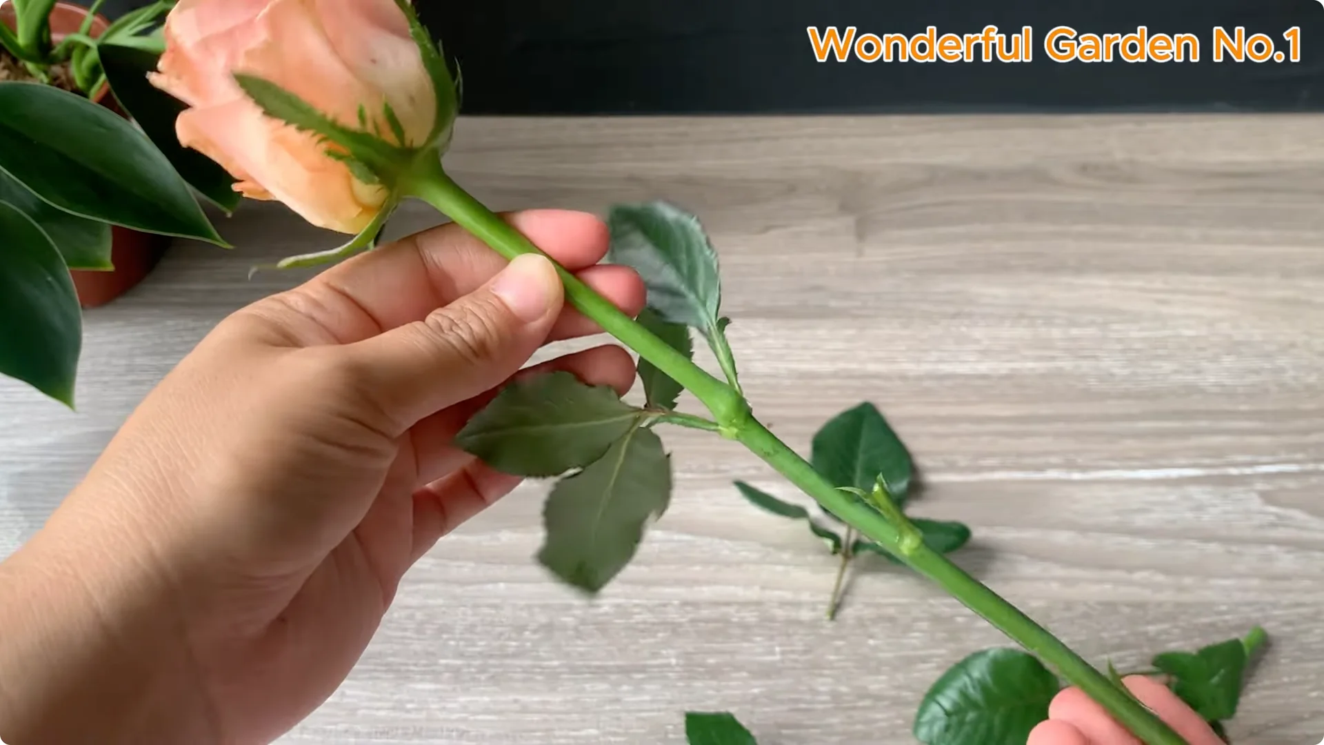 How a Rose Branch Grows 999 Roots Overnight in a Carrot screenshot 1