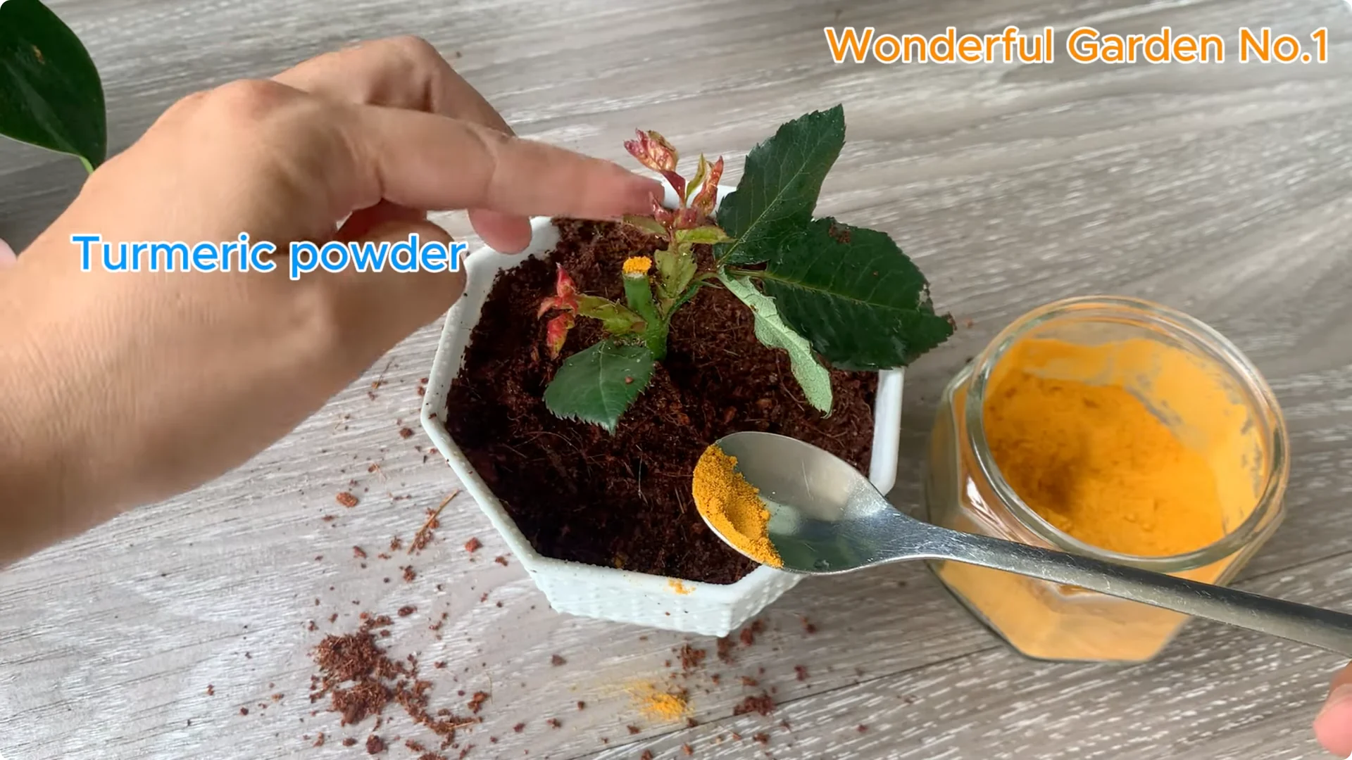 How a Rose Branch Grows 999 Roots Overnight in a Carrot screenshot 10