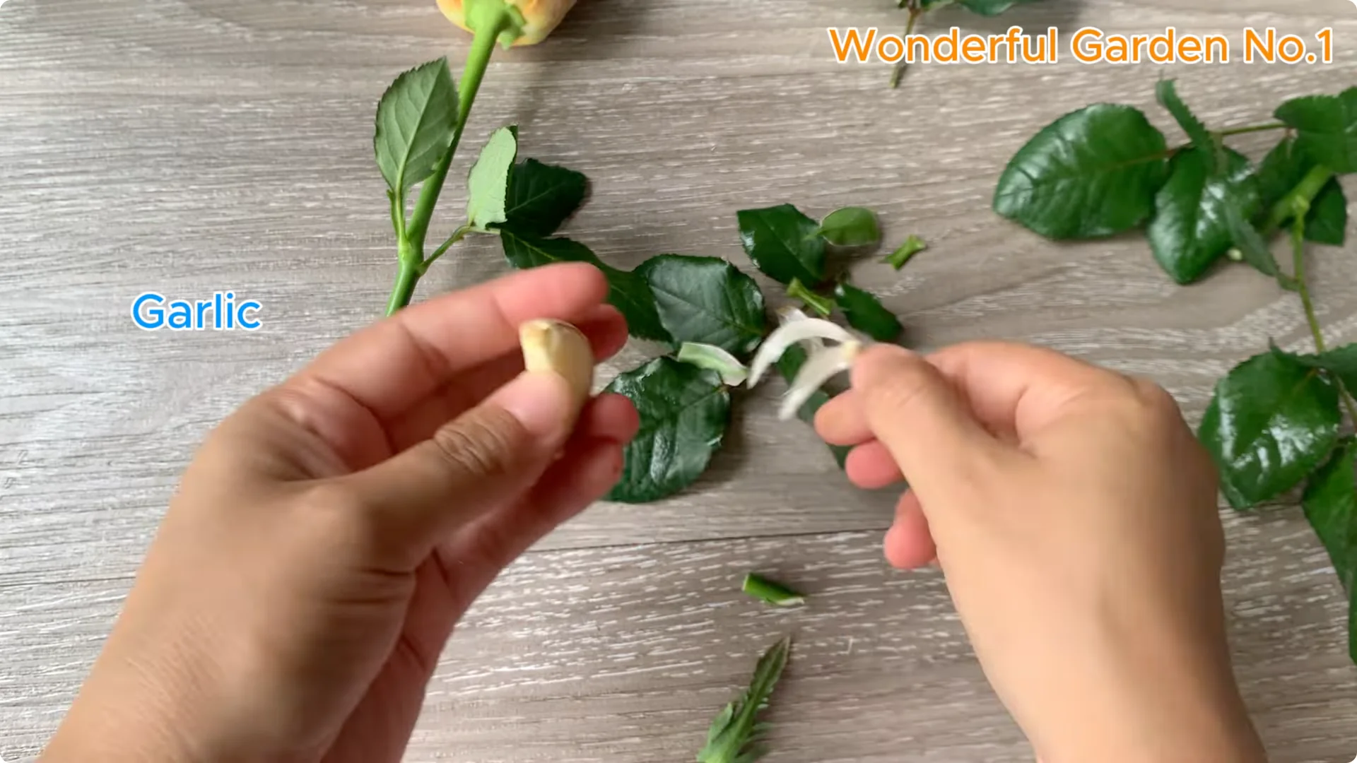 How a Rose Branch Grows 999 Roots Overnight in a Carrot screenshot 2