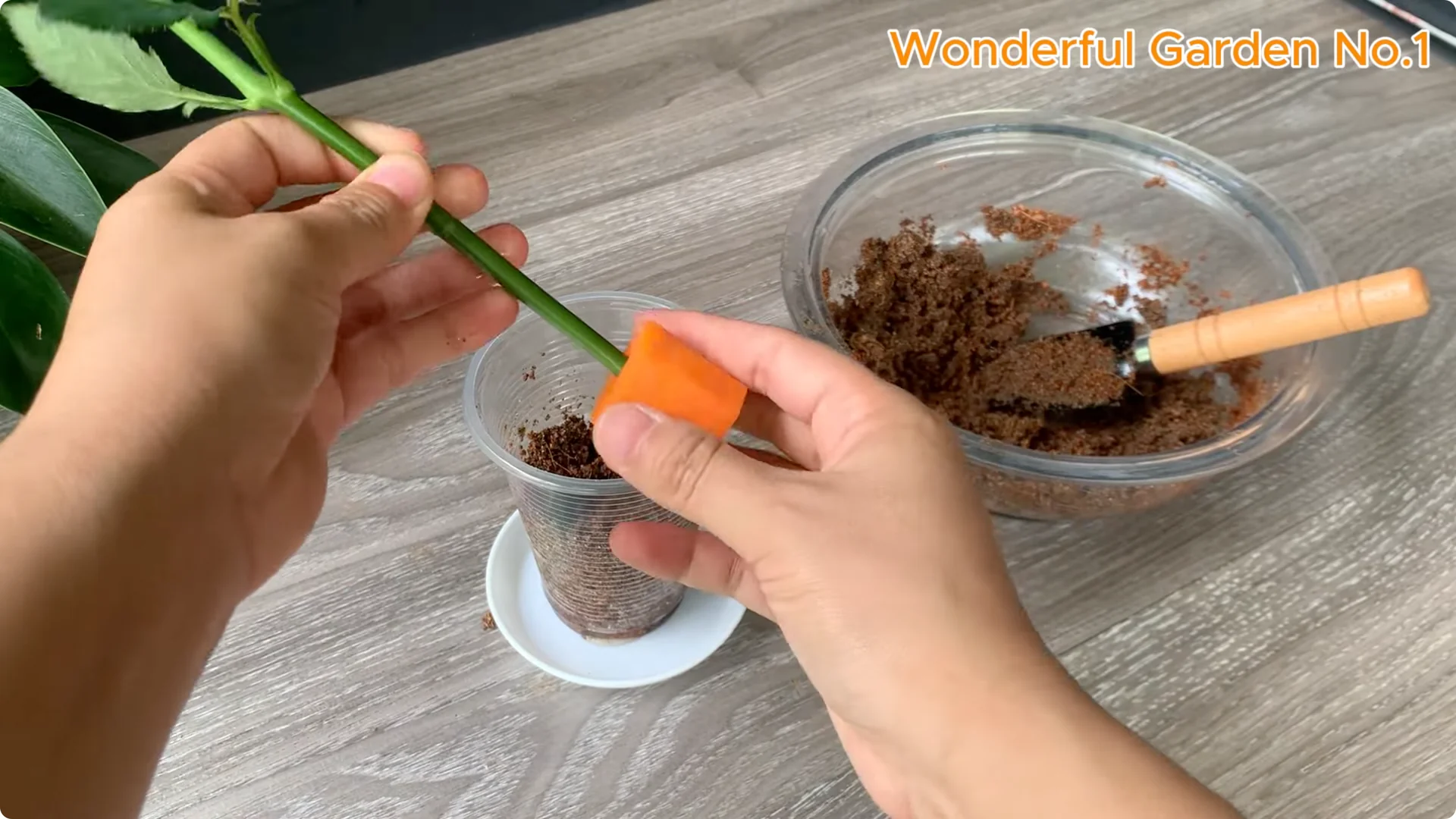 How a Rose Branch Grows 999 Roots Overnight in a Carrot screenshot 6