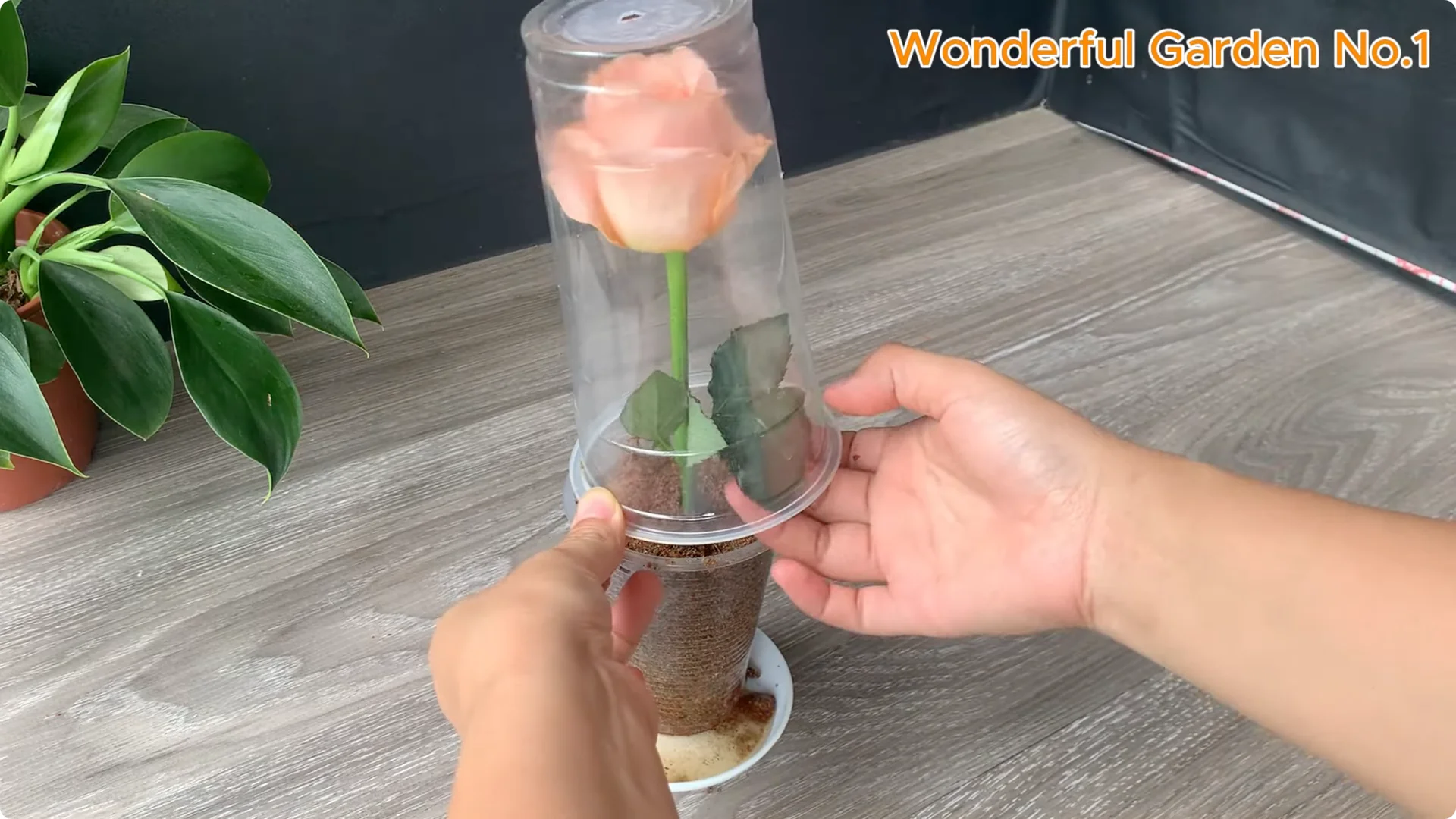 How a Rose Branch Grows 999 Roots Overnight in a Carrot screenshot 7