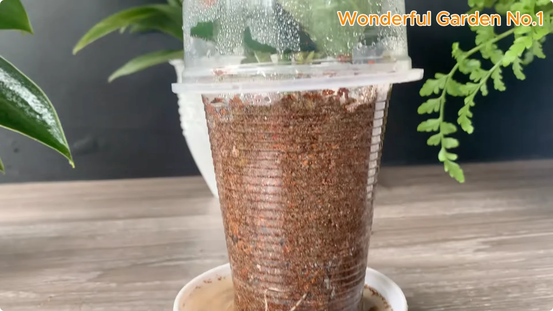 How a Rose Branch Grows 999 Roots Overnight in a Carrot screenshot 8