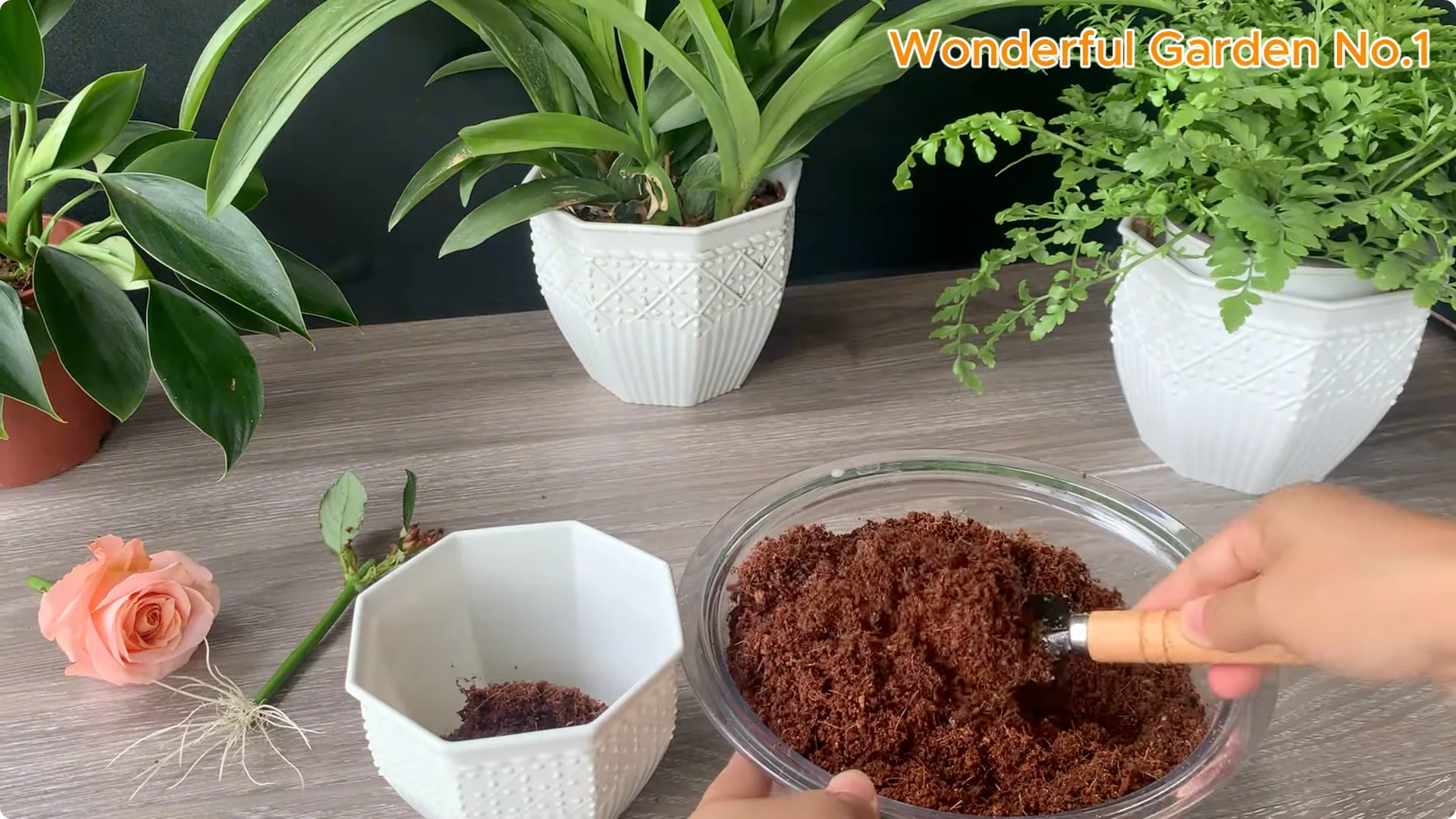 How a Rose Branch Grows 999 Roots Overnight in a Carrot screenshot 9