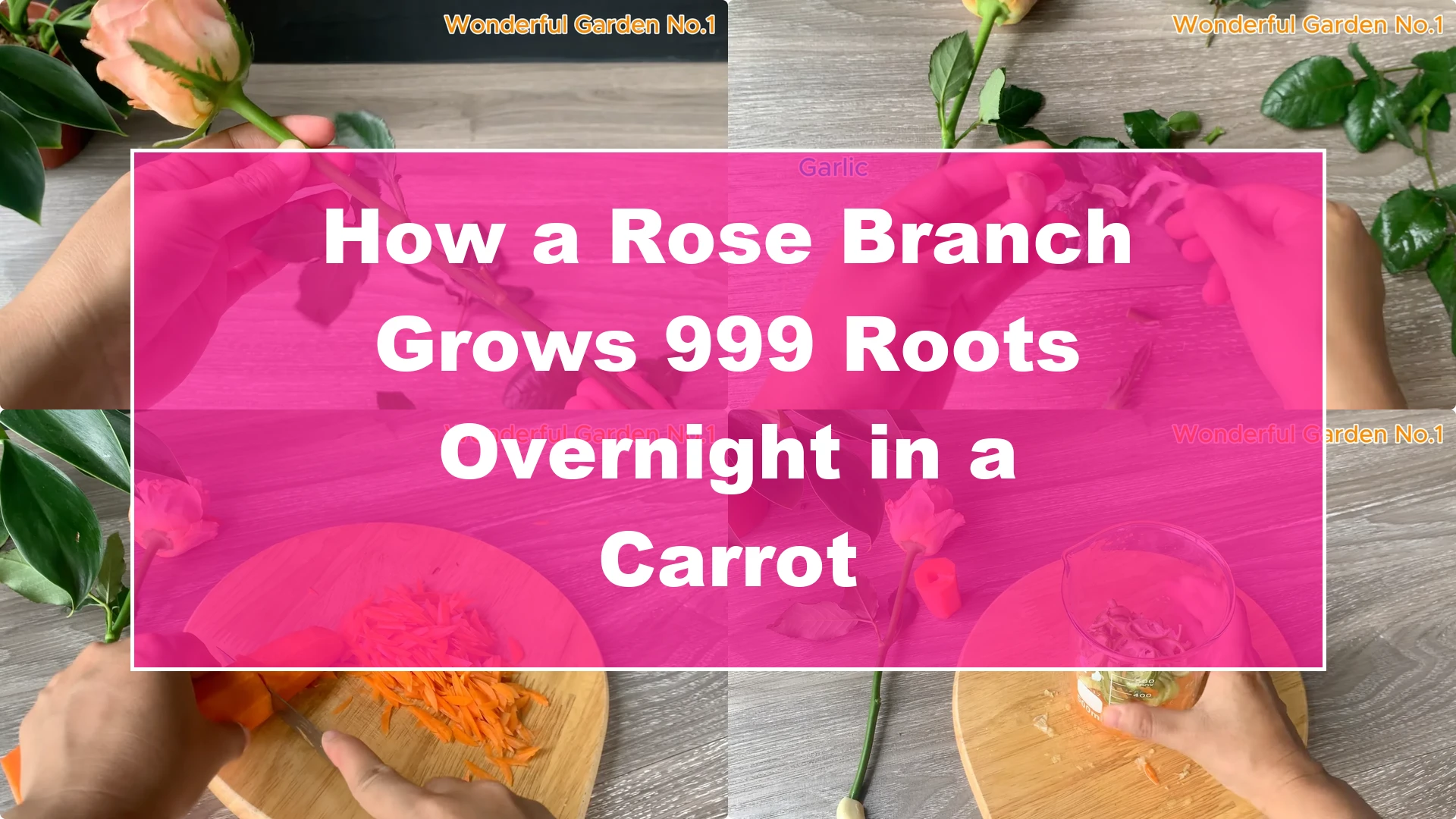 How a Rose Branch Grows 999 Roots Overnight in a Carrot - Featured Image