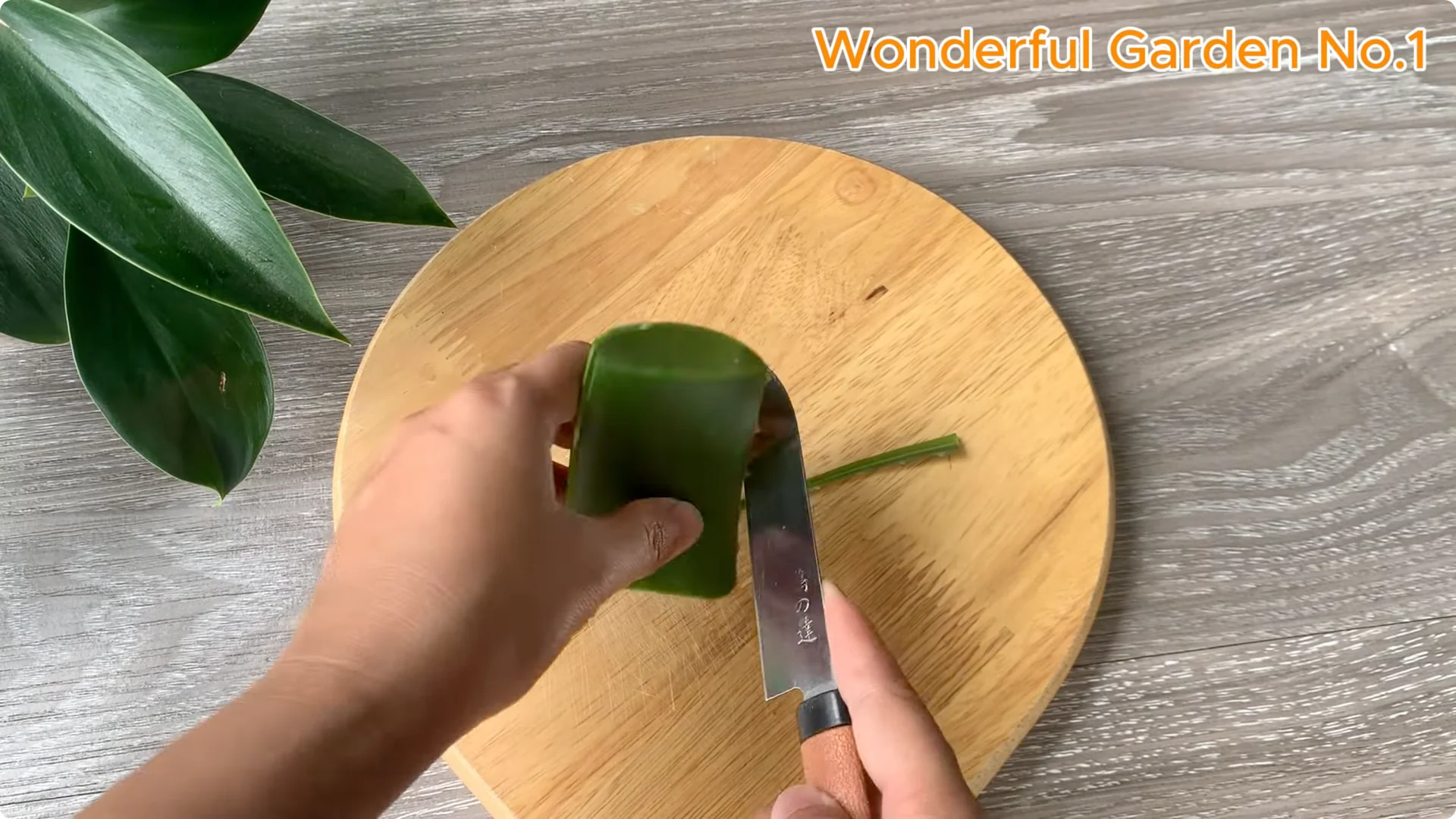 How Aloe Vera and Rice Help Rose Cuttings Root Fast screenshot 1