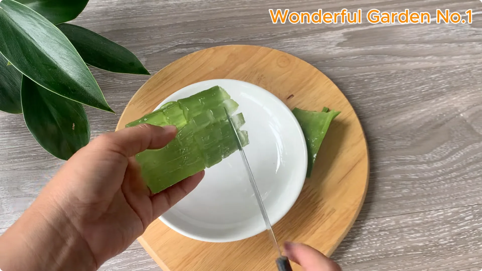 How Aloe Vera and Rice Help Rose Cuttings Root Fast screenshot 2