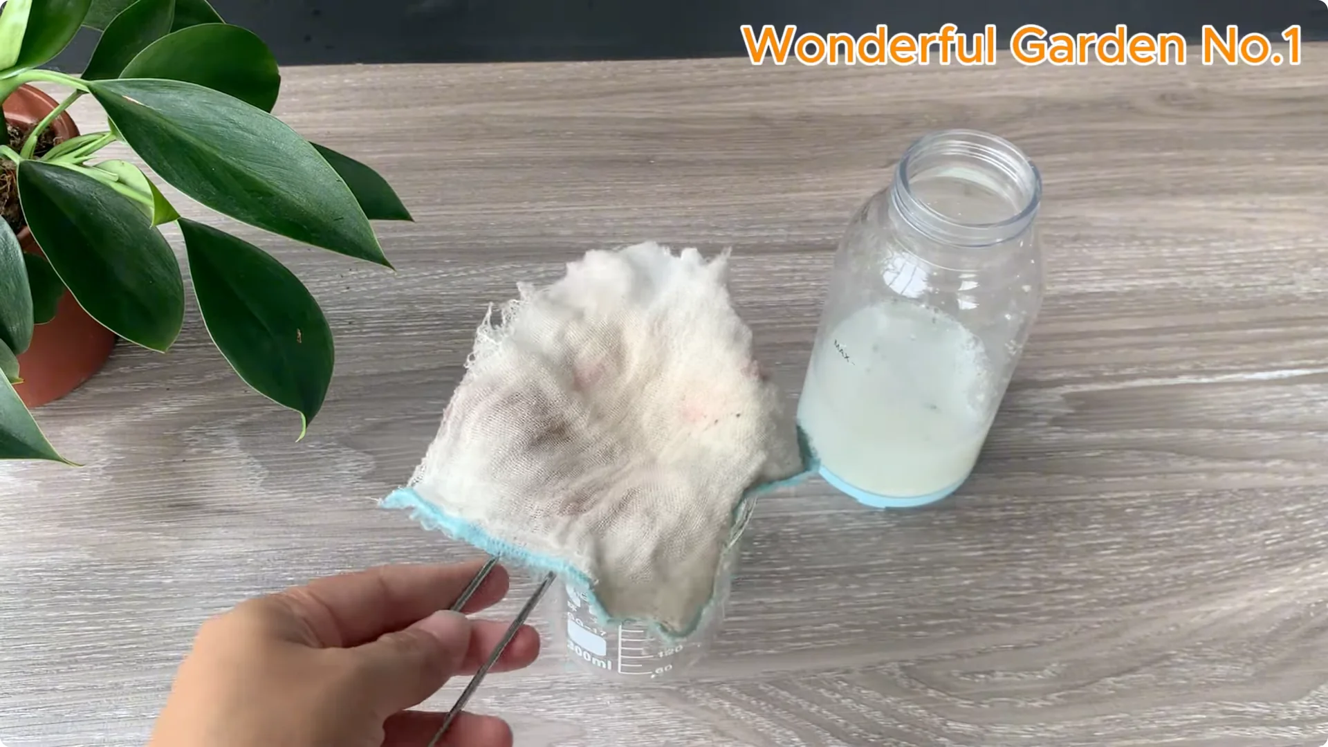 How Aloe Vera and Rice Help Rose Cuttings Root Fast screenshot 4