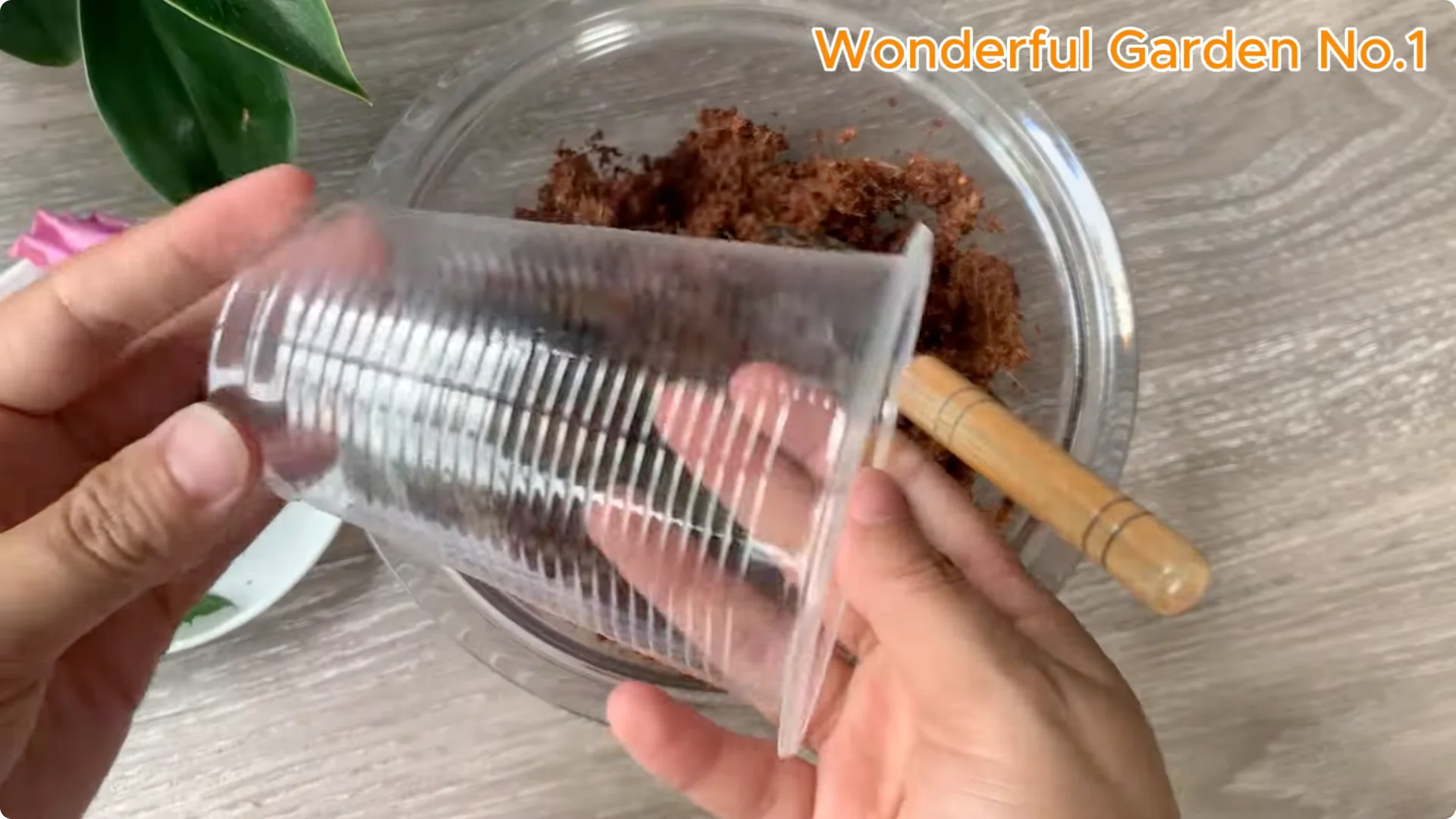 How Aloe Vera and Rice Help Rose Cuttings Root Fast screenshot 6