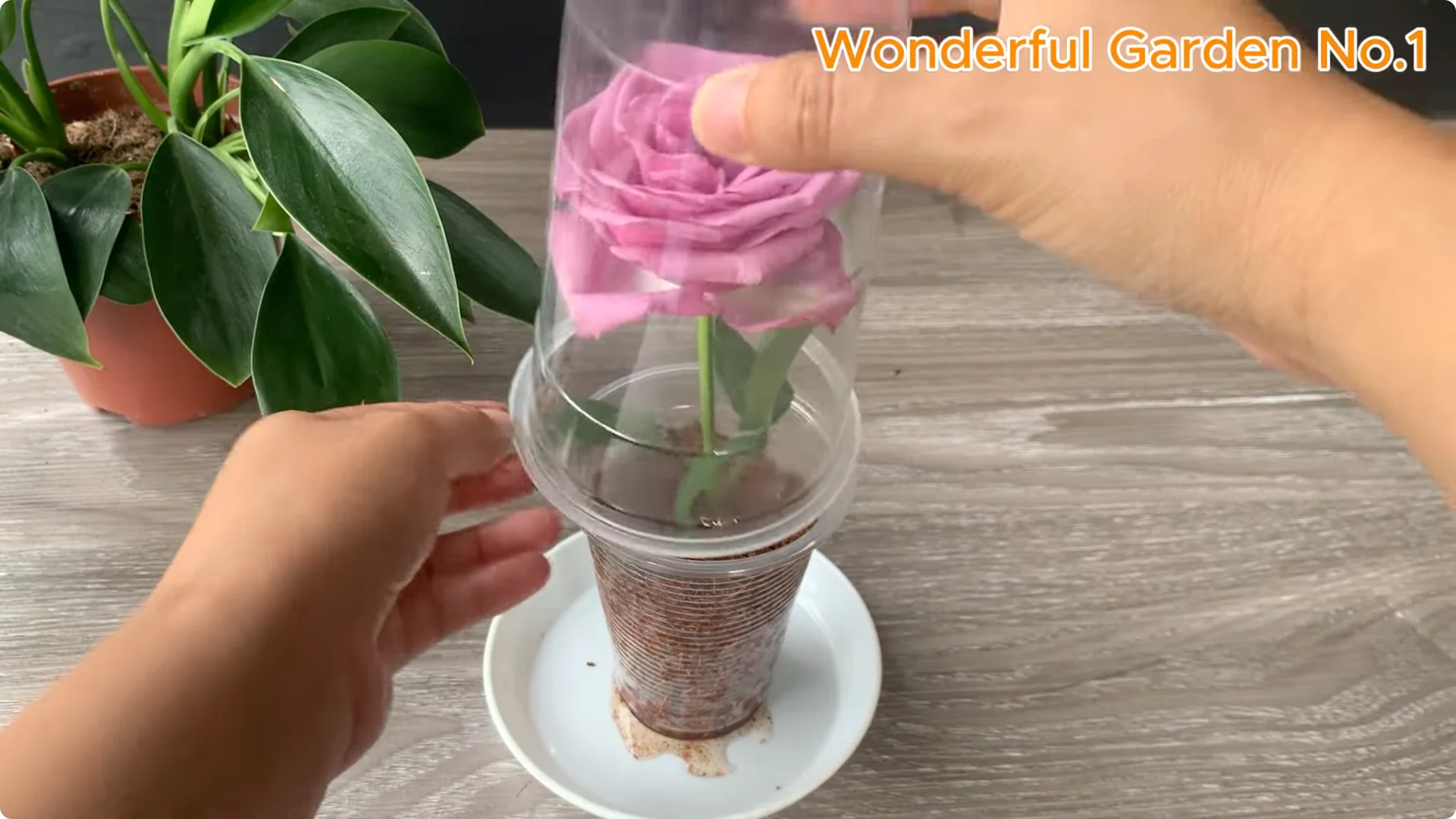 How Aloe Vera and Rice Help Rose Cuttings Root Fast screenshot 7