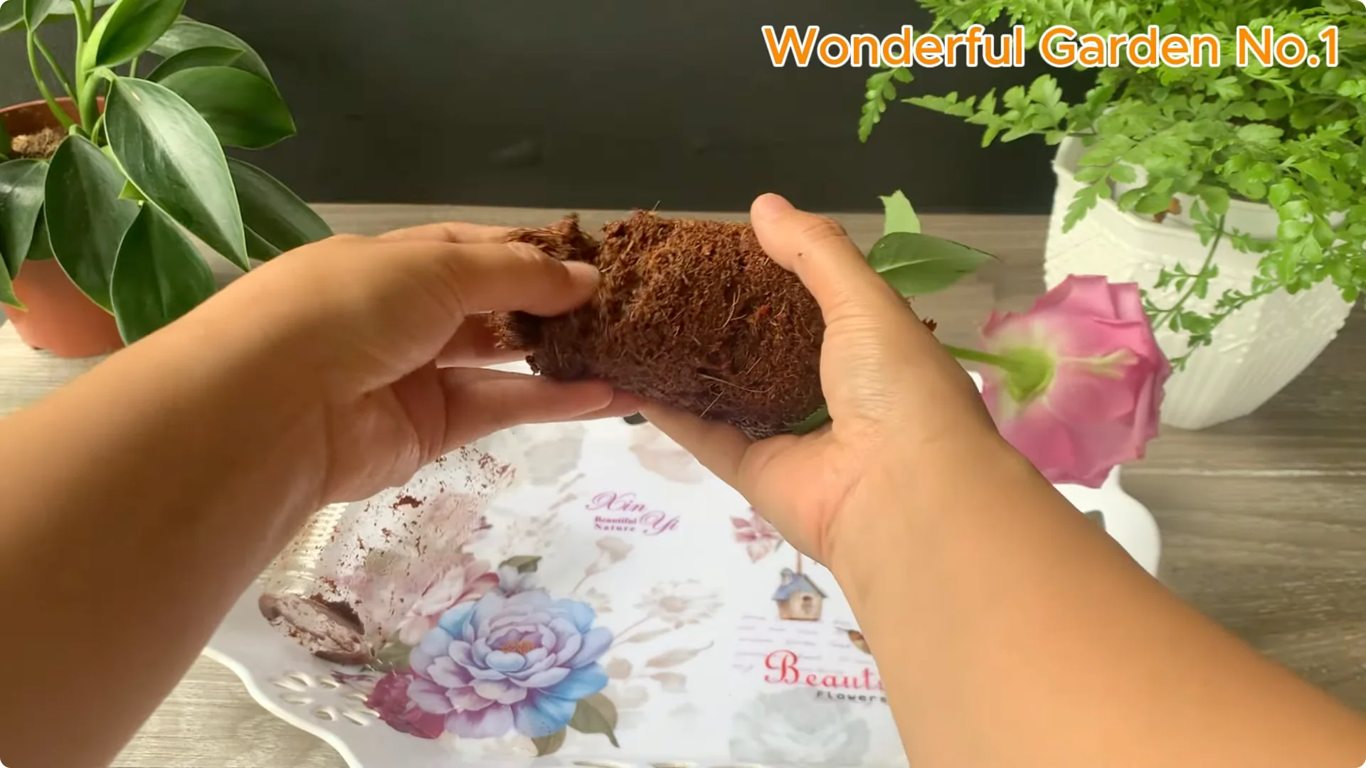 How Aloe Vera and Rice Help Rose Cuttings Root Fast screenshot 8