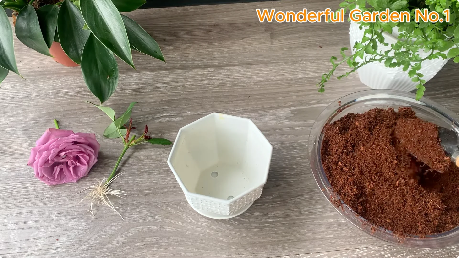 How Aloe Vera and Rice Help Rose Cuttings Root Fast screenshot 9