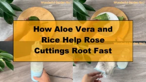How Aloe Vera and Rice Help Rose Cuttings Root Fast - Featured Image