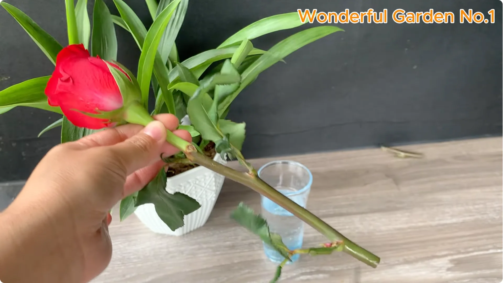 How Did 777 Rose Roots Appear Overnight? screenshot 1