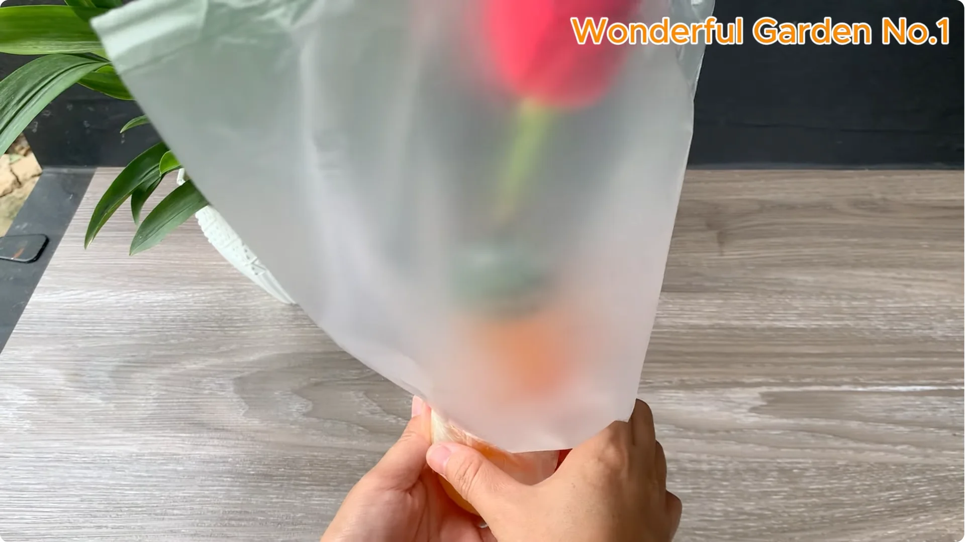 How Did 777 Rose Roots Appear Overnight? screenshot 5