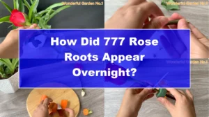 How Did 777 Rose Roots Appear Overnight? - Featured Image