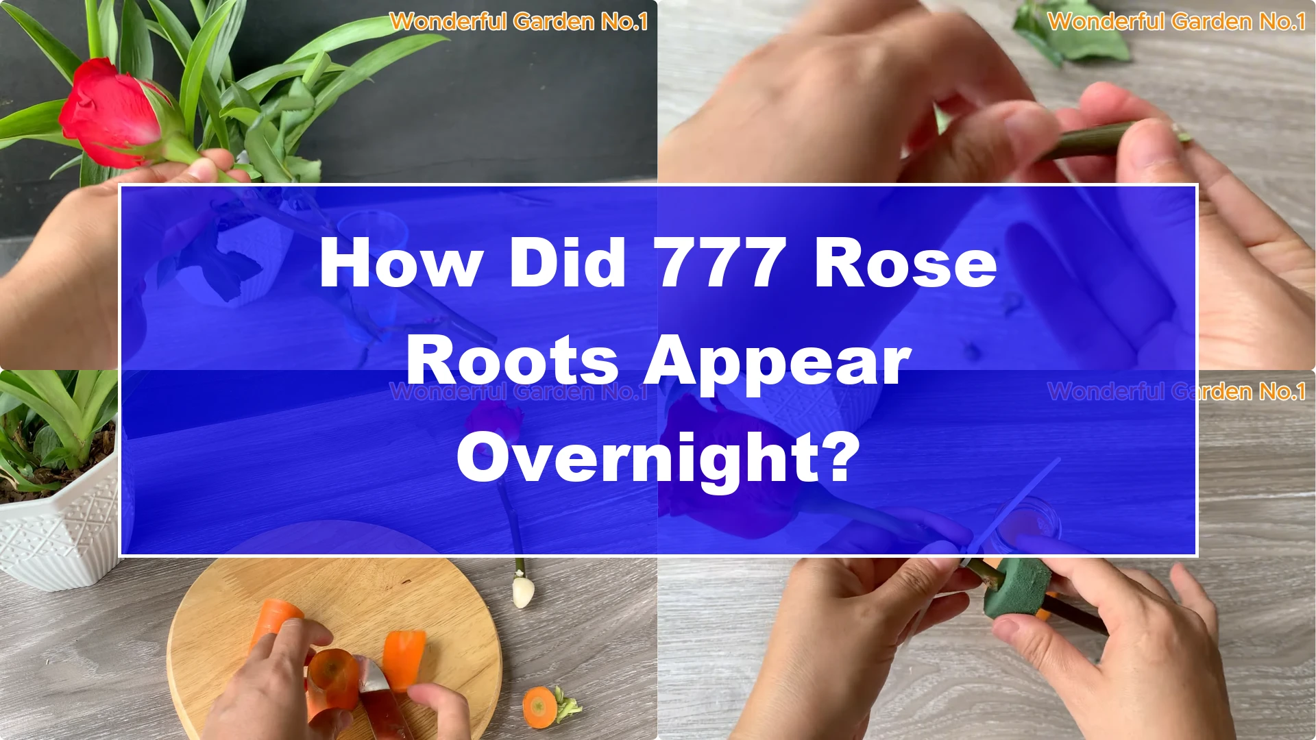 How Did 777 Rose Roots Appear Overnight? - Featured Image